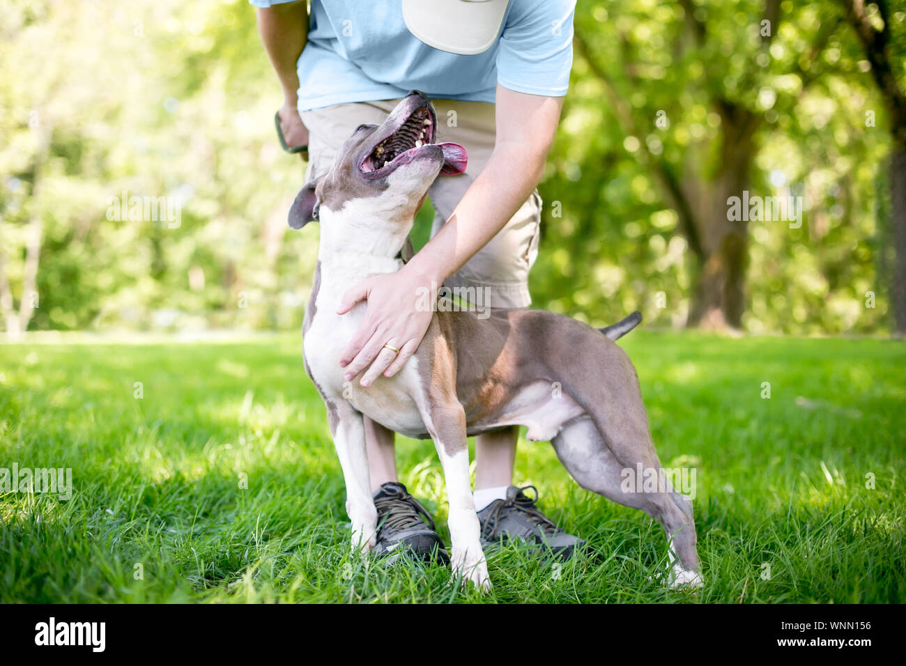 Una persona come accarezzare un felice e commosso il grigio e il bianco Pit Bull Terrier di razza cane Foto Stock