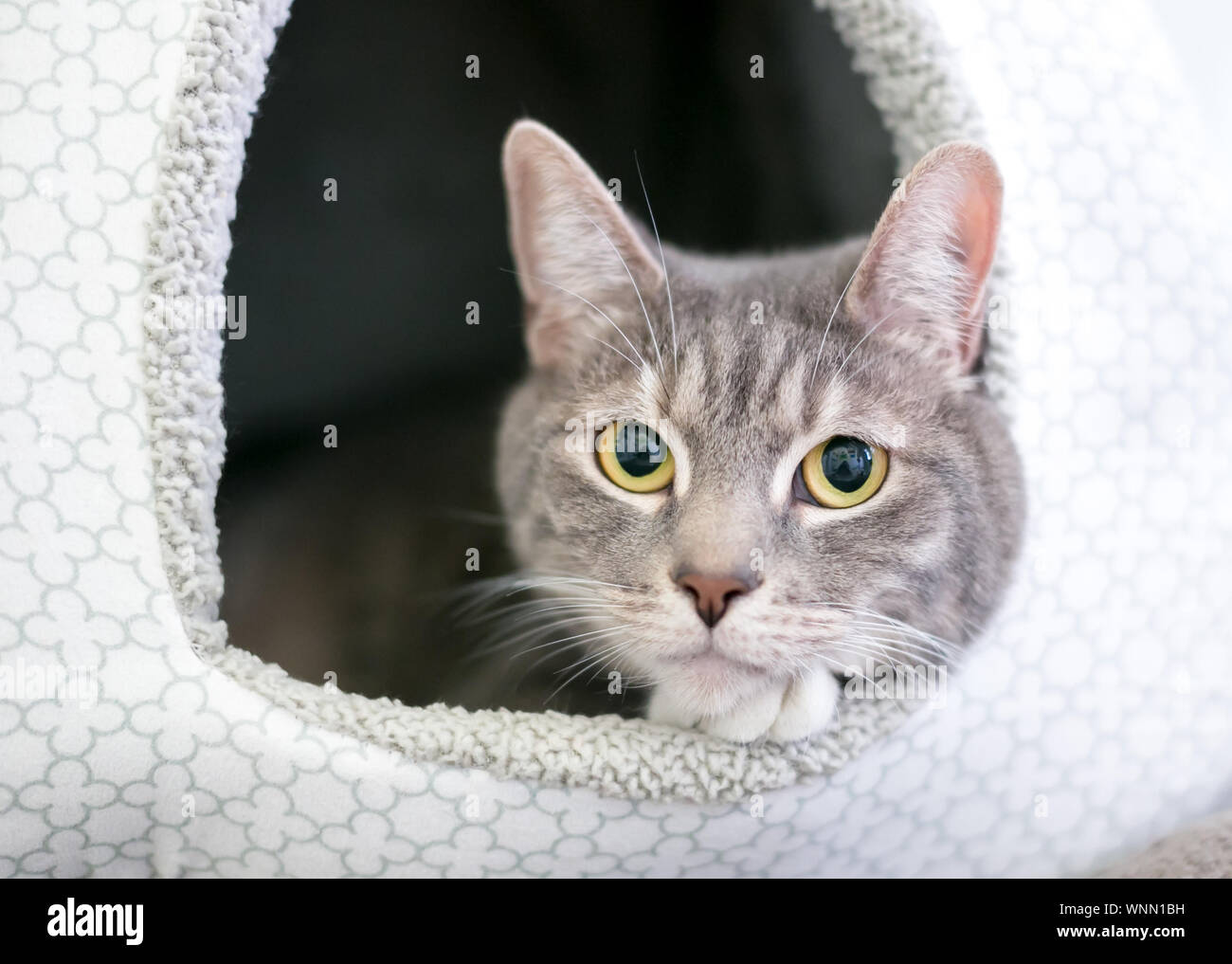 Un grigio tabby domestico gatto Shorthair rilassante all'interno di una coperta letto cat Foto Stock