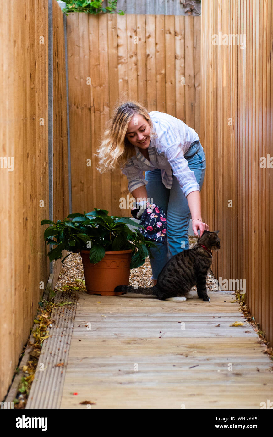 Modello di pentola di giardinaggio pianta con gatto per azienda contro un legname di cedro rivestimento garden house Foto Stock