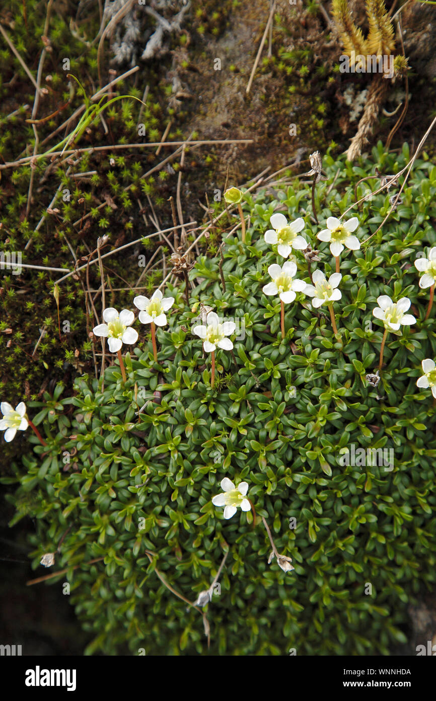 Diapensia - Diapensia lapponica - lungo l'Appalachian Trail nelle White Mountains, New Hampshire durante i mesi estivi. Trovato a maggiore elevatio Foto Stock