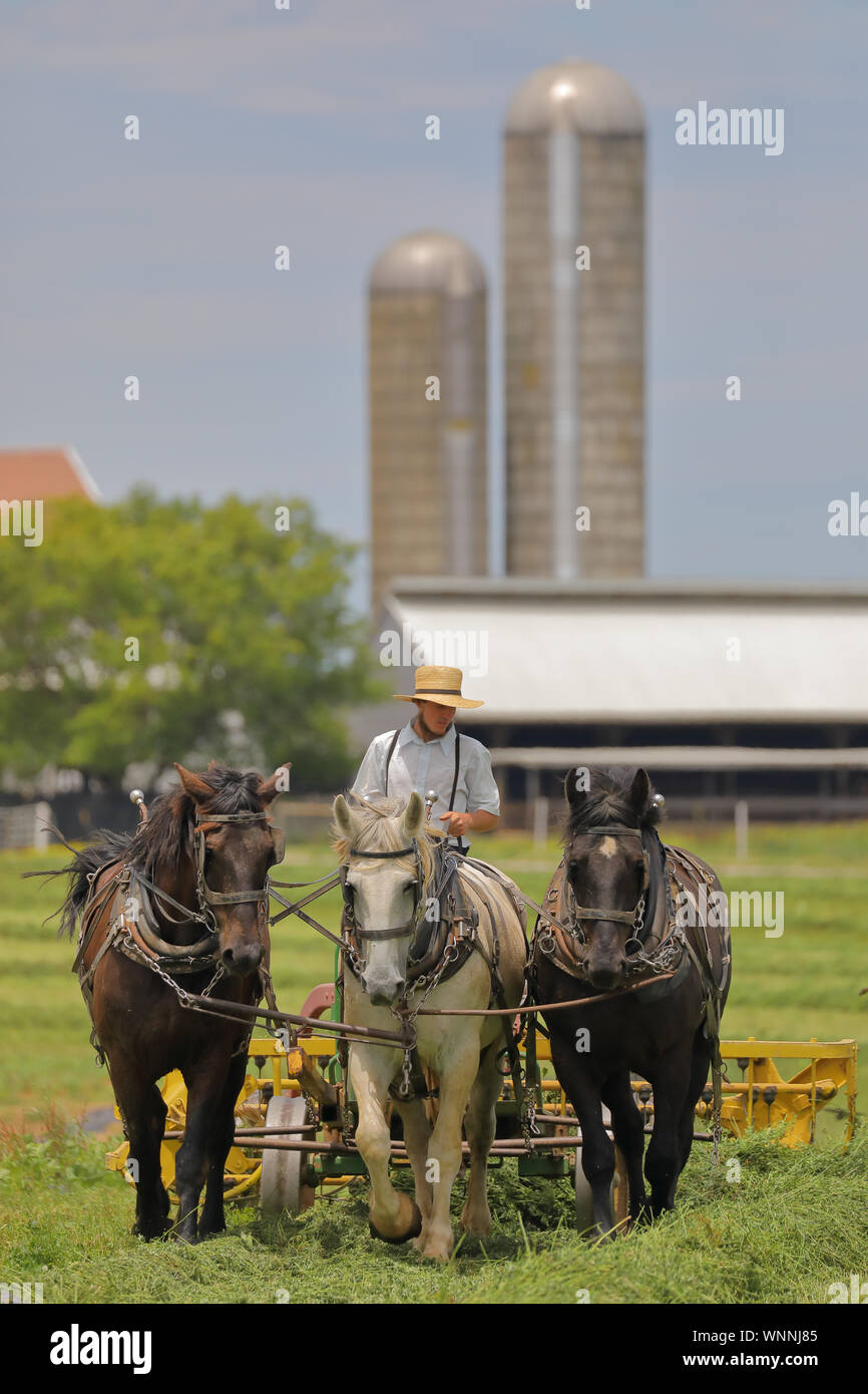 Uomo Amish, canottaggio fieno, Lancaster County, Pennsylvania Foto Stock