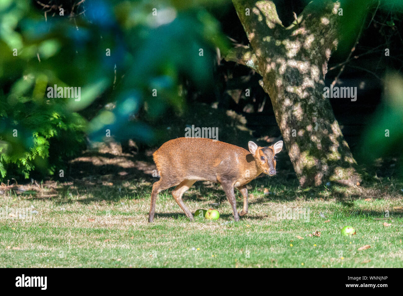 Femmina selvatici muntjac deer, Muntiacus reevesi, mangiare manna mele in un giardino suburbano. Foto Stock
