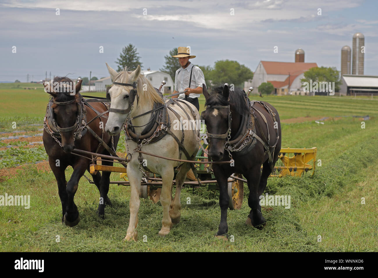 Uomo Amish canottaggio fieno, Lancaster County, Pennsylvania Foto Stock