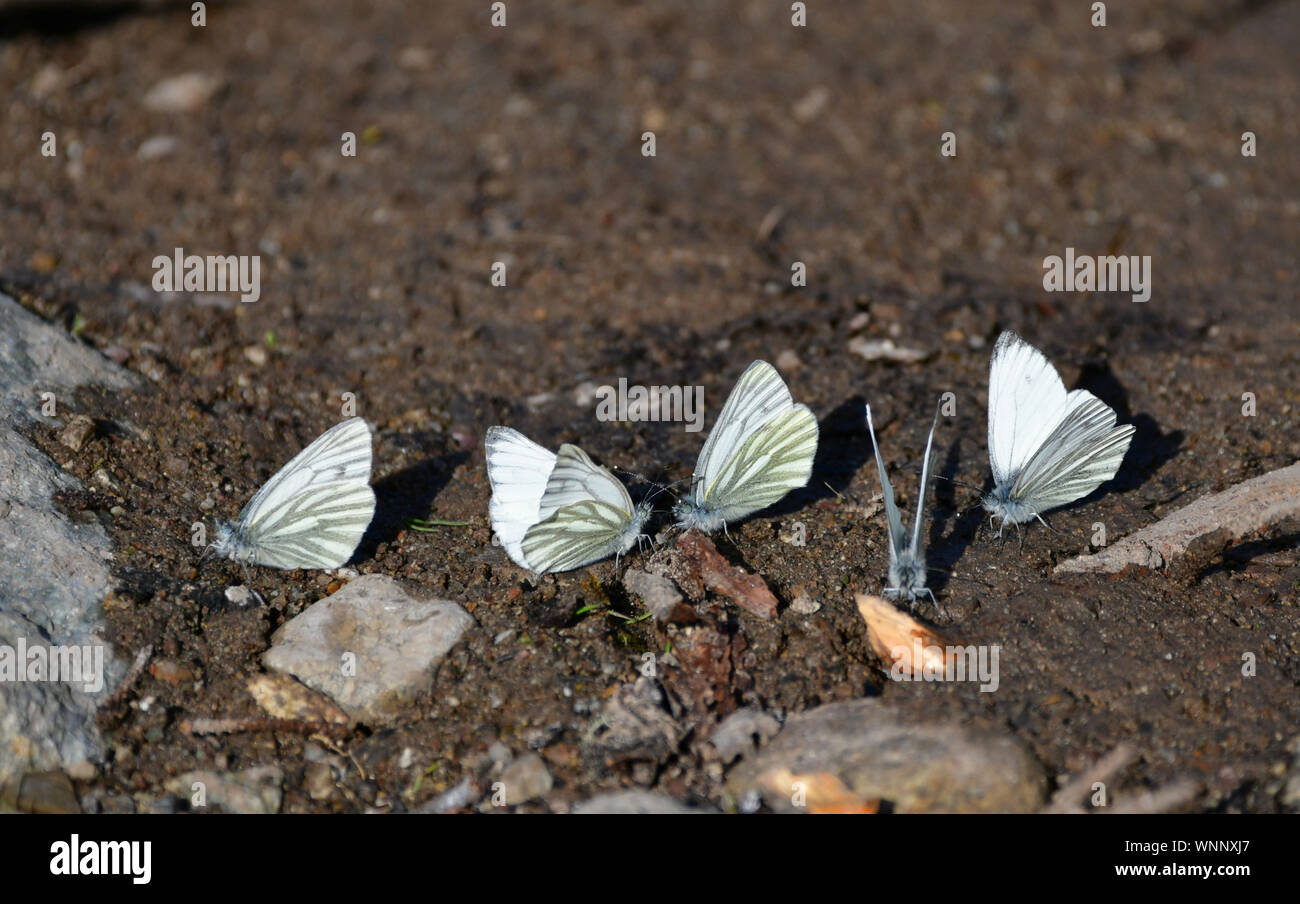 Un incontro di verde-bianco venato sul terreno. Due le farfalle sono affacciate. Foto Stock