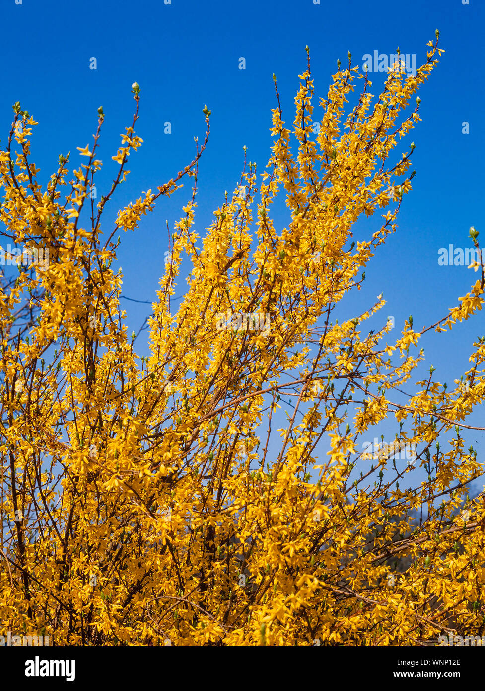 Fioriture primaverili, Forsitia sp. luminose fiori gialli, sole luminoso cielo blu Foto Stock