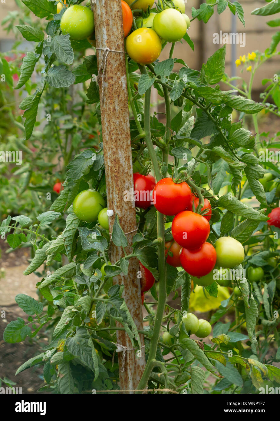 Pomodori sviluppati internamente che cresce in giardino Foto Stock