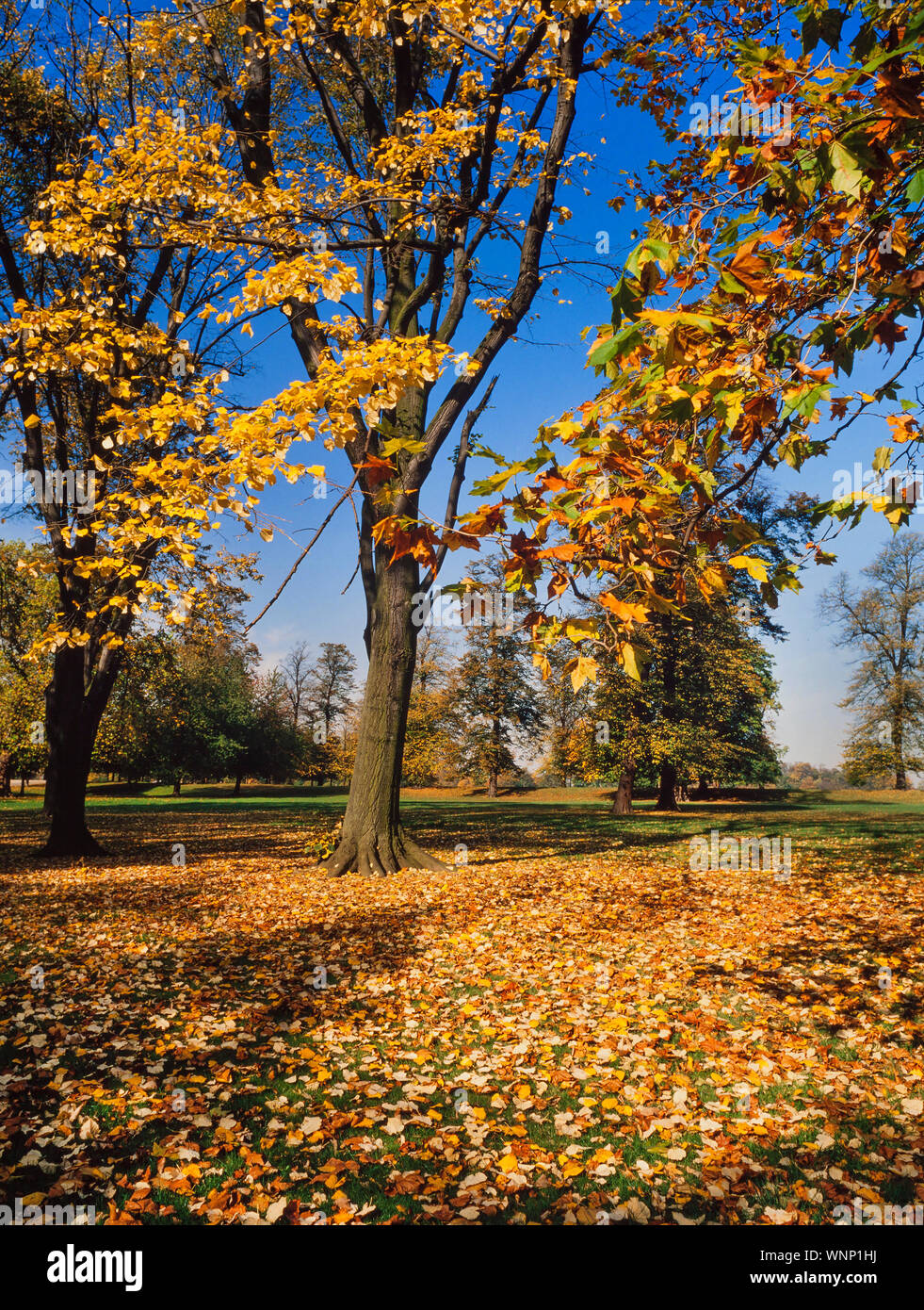 Bosco autunnale scena, tappeto di caduto foglie d'oro, luminoso cielo blu Foto Stock