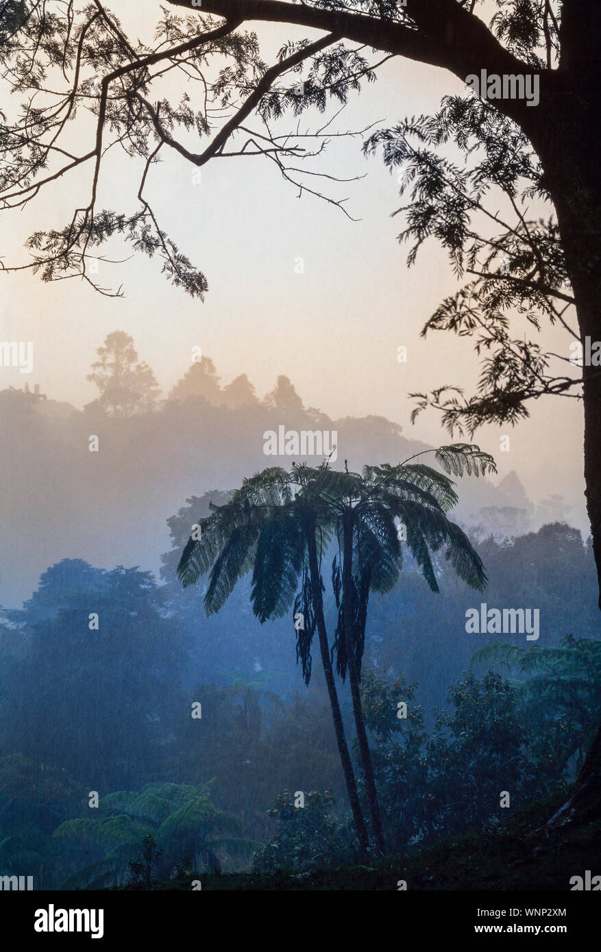 Tropical monsone di acquazzone, tree fern silhouette, misty foresta, Malaysia Foto Stock