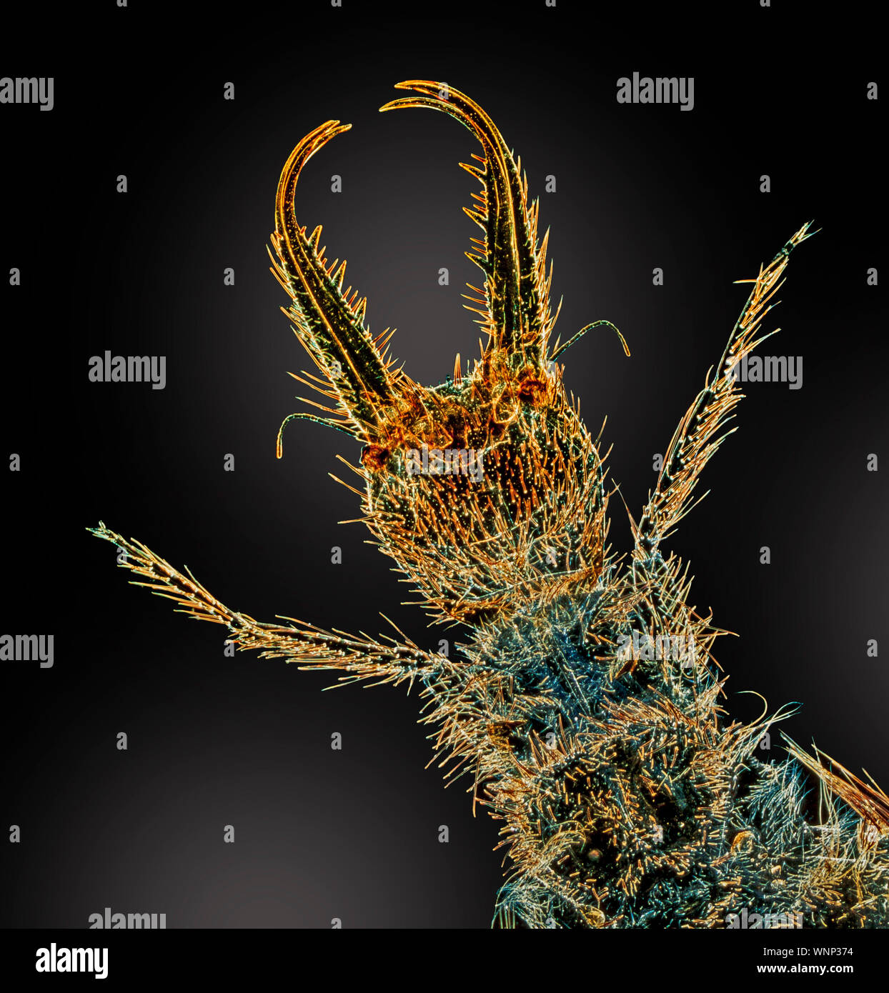 Ant Lion larva, Testa stretta fino che mostra le ganasce Foto Stock