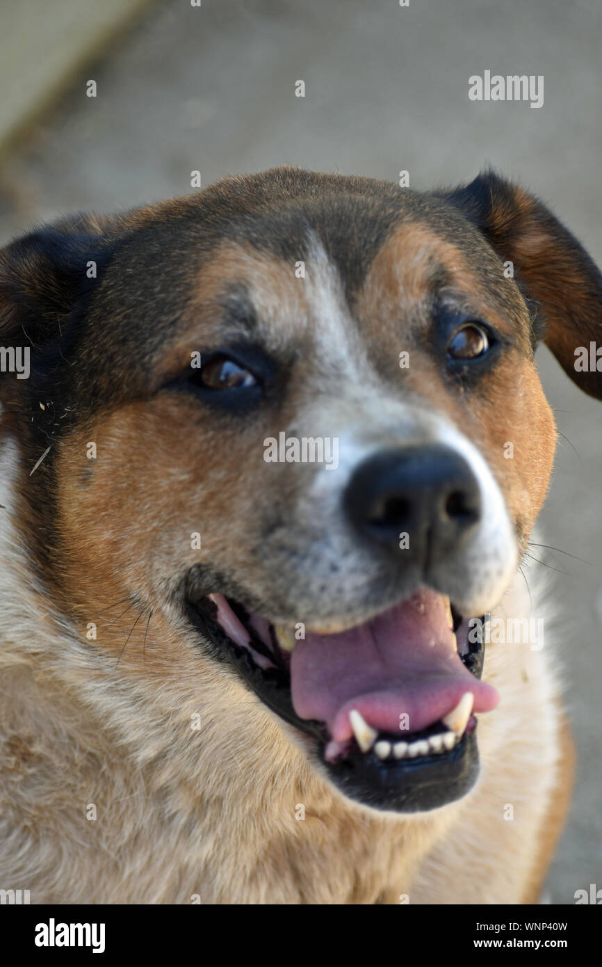 Cane di famiglia Foto Stock