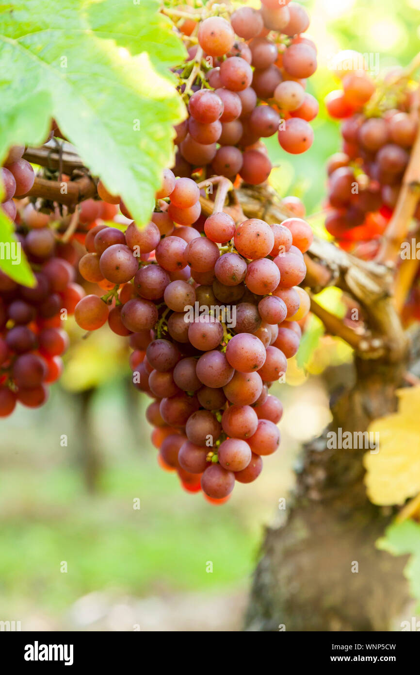 I grappoli di ripe rosso uva da vino che cresce su un vitigno in cantina Vigna Foto Stock