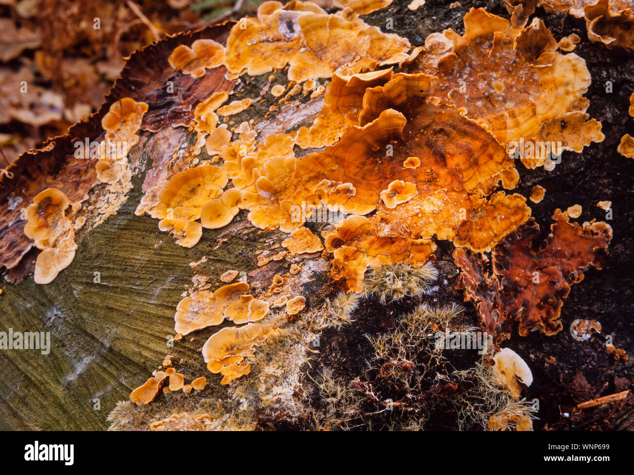 La staffa di funghi, (Polypore) hyphae dettaglio (crescita thread) Autunno, Ashridge NP, REGNO UNITO Foto Stock