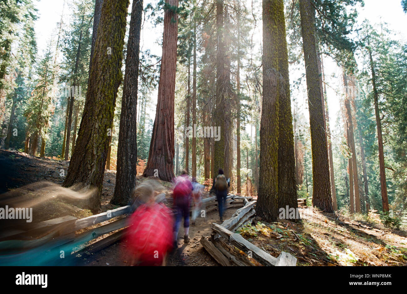 Escursionisti nel Parco Nazionale di Yosemite - California, USA Foto Stock
