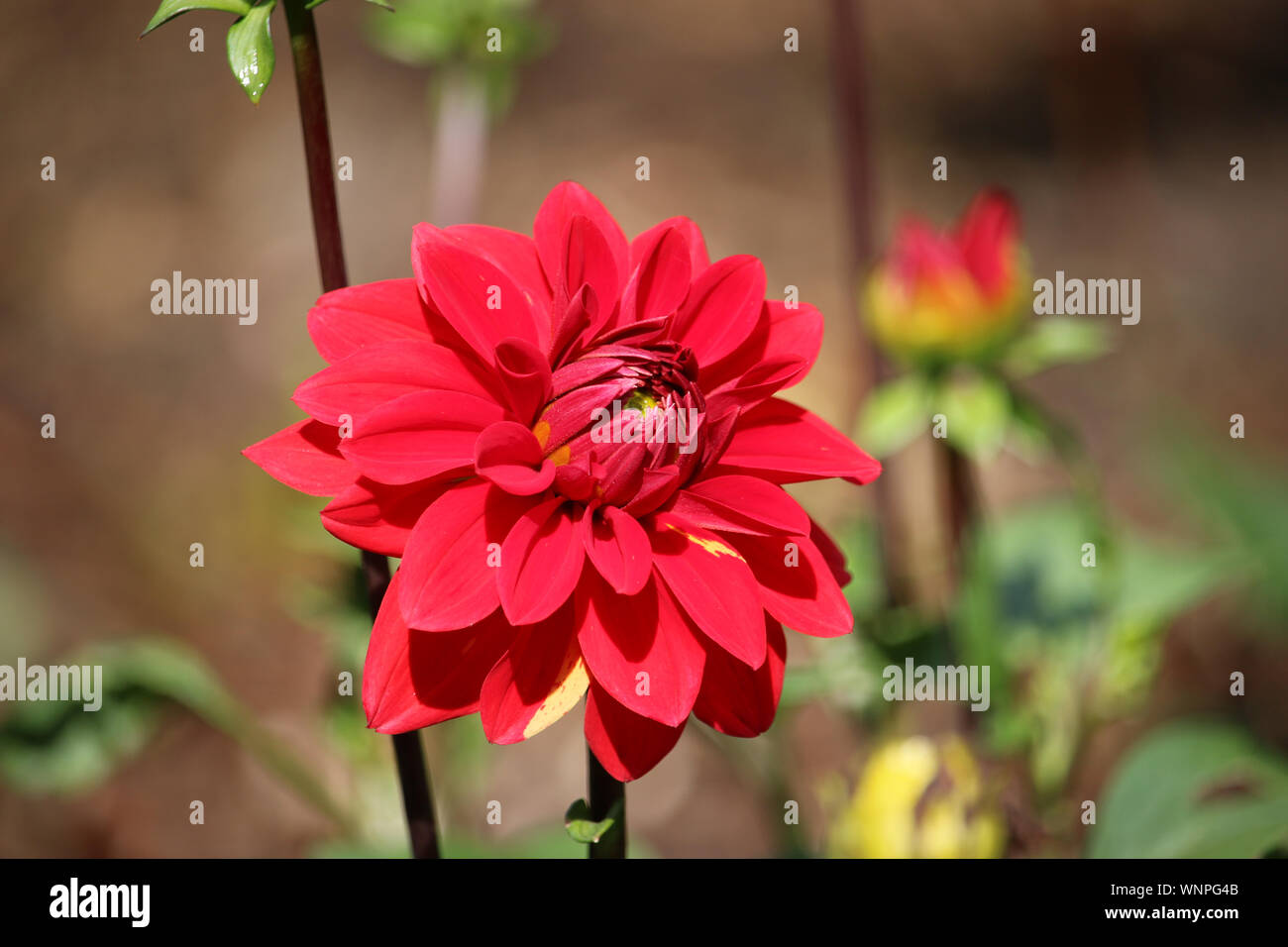 Red Dahlia Fiore con uno sfondo sfocato di fiori, gli steli dei fiori, chiuso le gemme e le foglie. Foto Stock