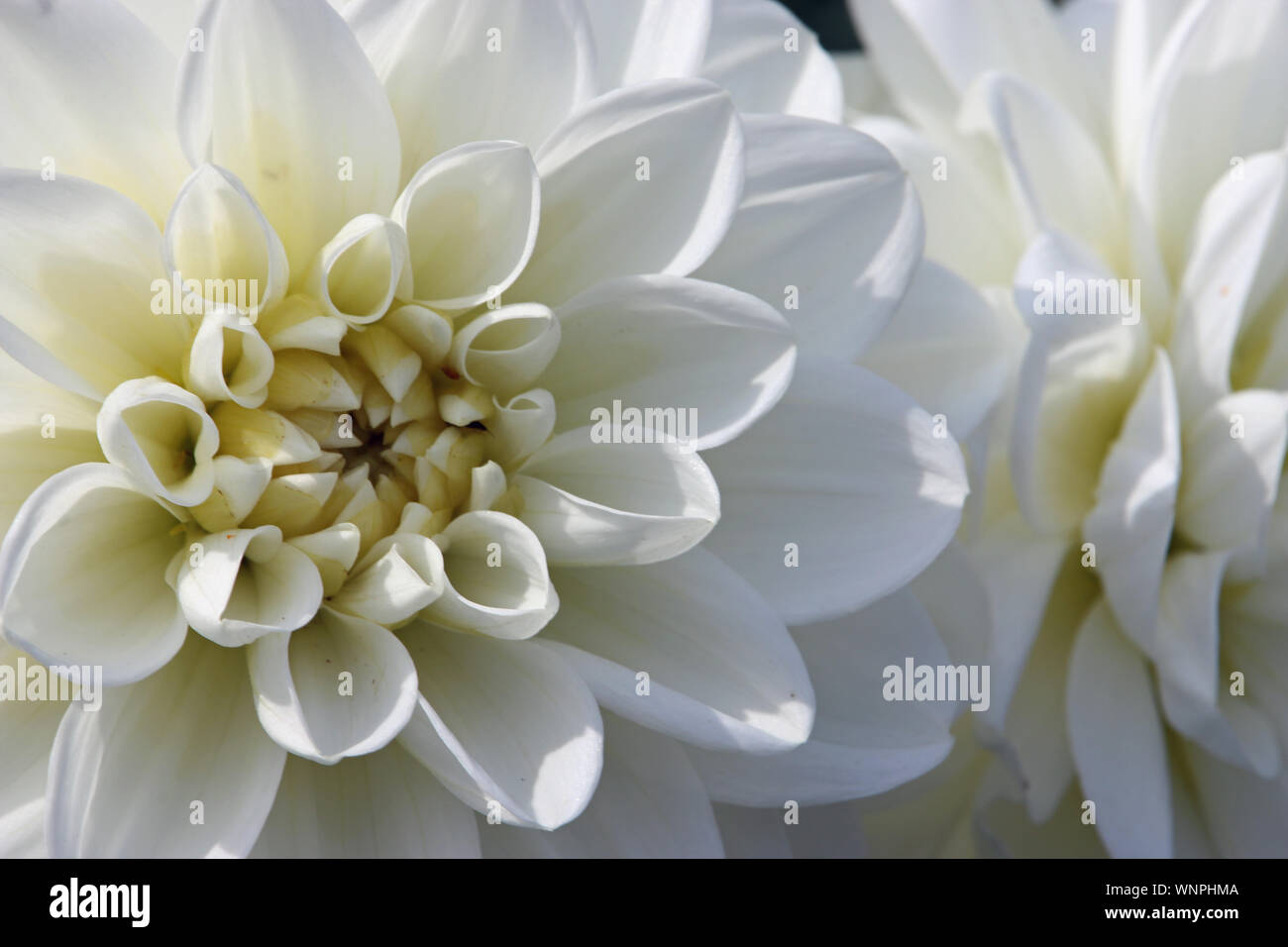 Bianco Fiore Dahlia con un centro di crema in macro close up senza sfondo. Foto Stock