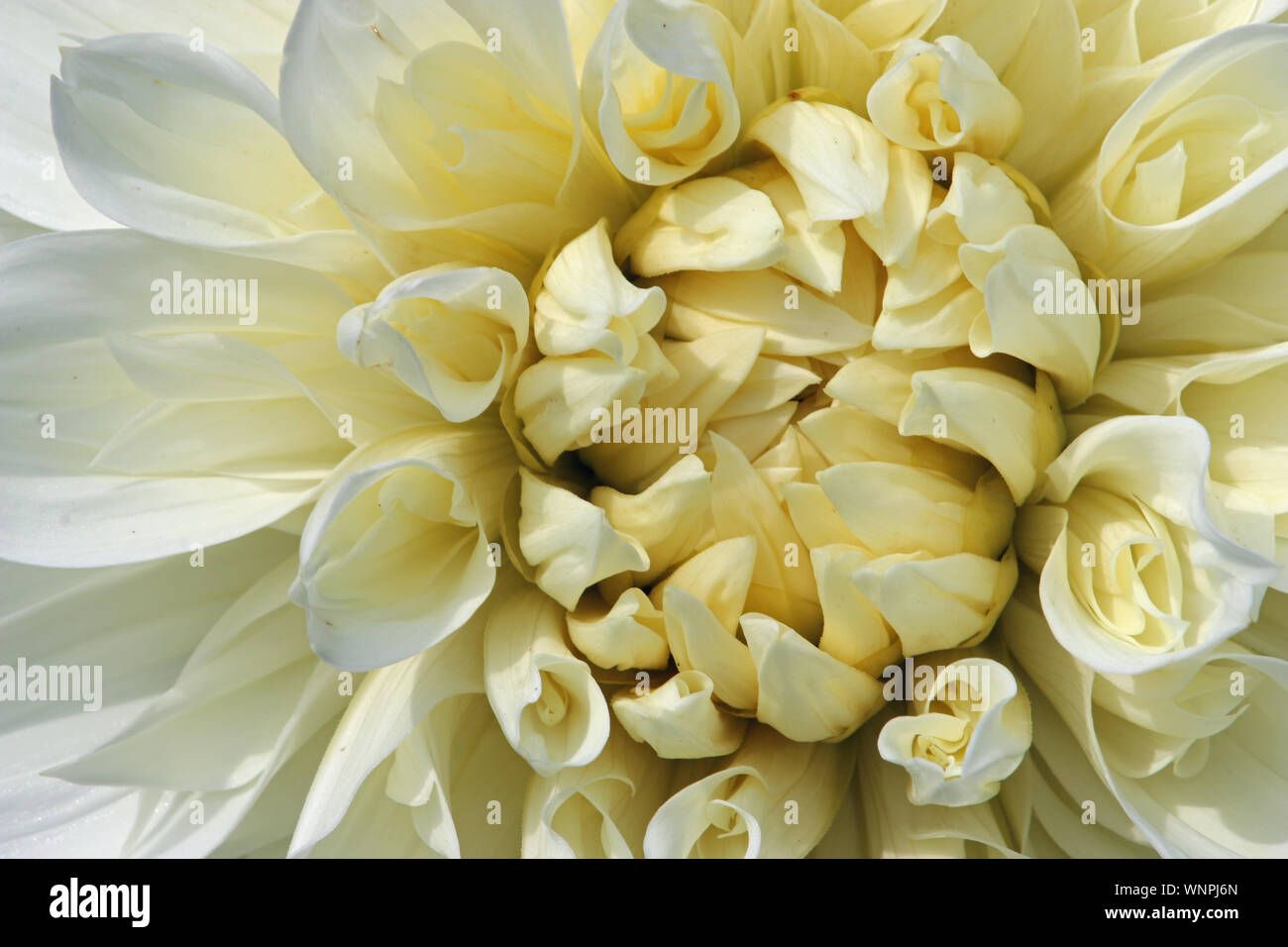 Bianco Fiore Dahlia con un centro di crema in macro close up senza sfondo. Foto Stock