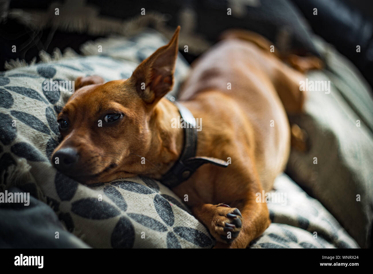 Miniature pinscher cane posa su un divano Foto Stock