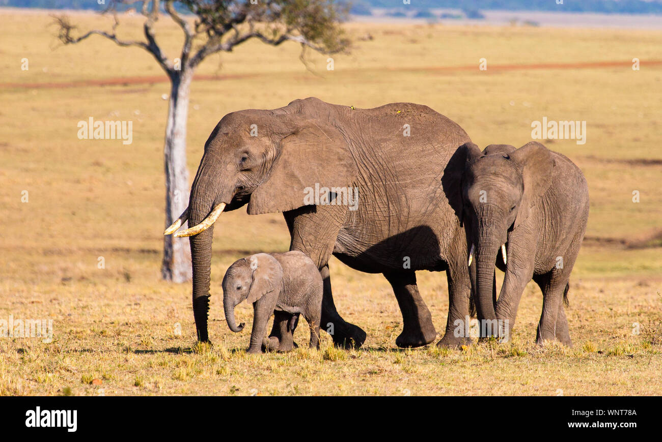 Un trio di elefanti vagano per le pianure del Masai Mara, Kenya Foto Stock