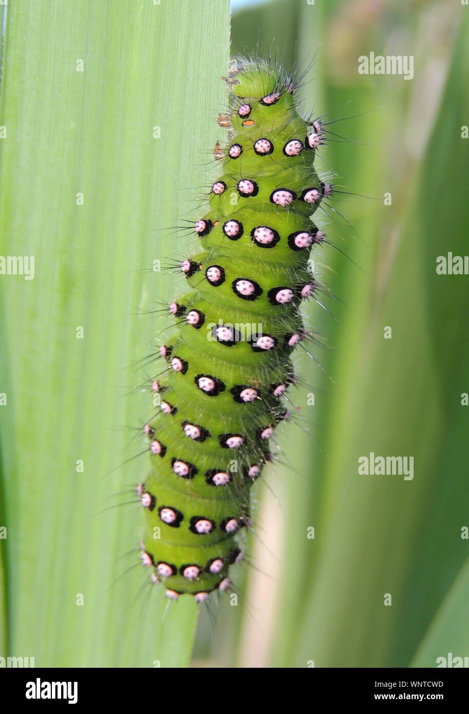 Un finale instar larva della falena imperatore (Saturnia pavonia), prese a Hunterston nello Ayrshire. Foto Stock