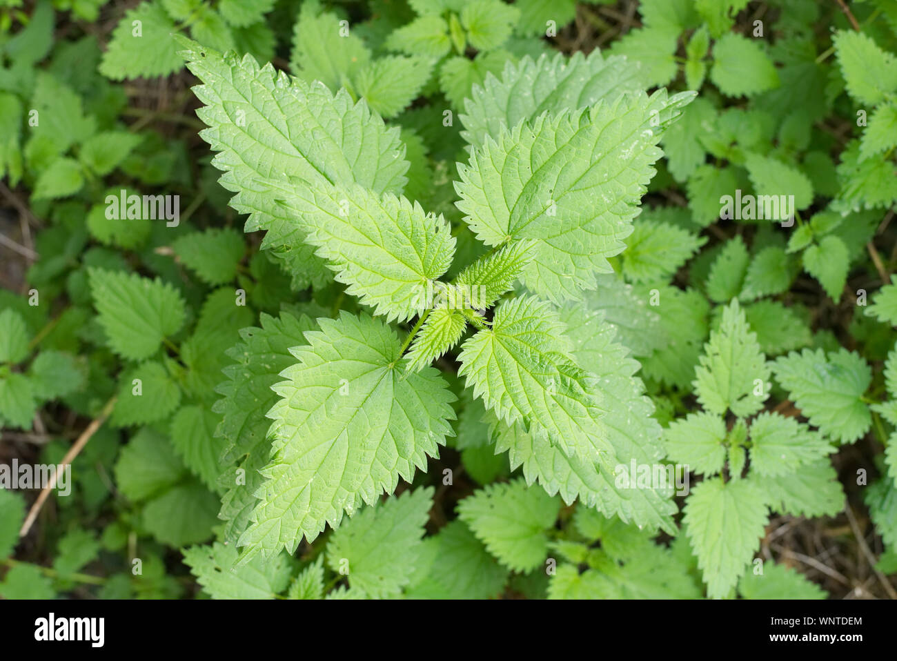 Sensazioni puntorie ortiche texture di sfondo, Urtica dioica, comune ortica Foto Stock