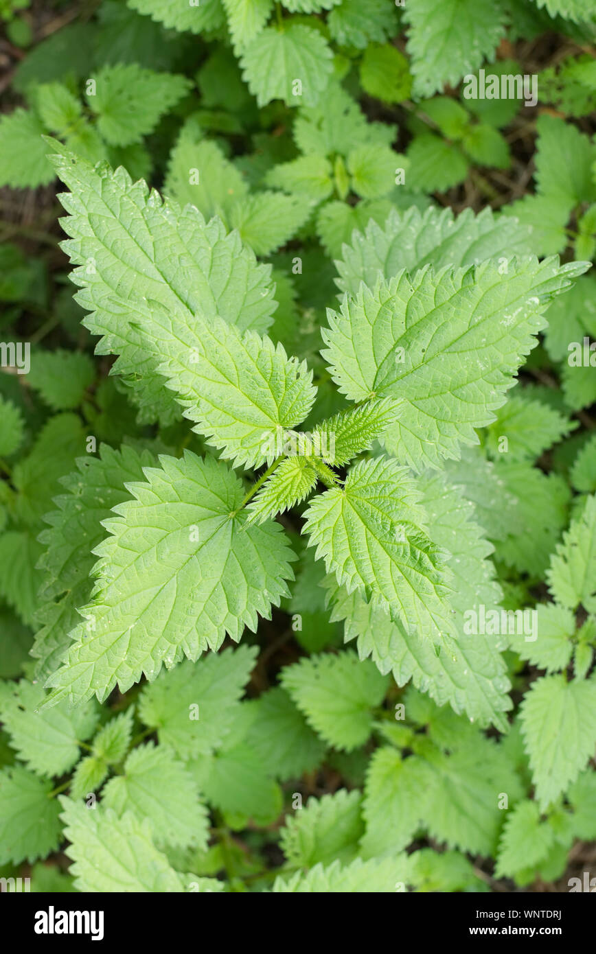 Sensazioni puntorie ortiche texture di sfondo, Urtica dioica, comune ortica Foto Stock