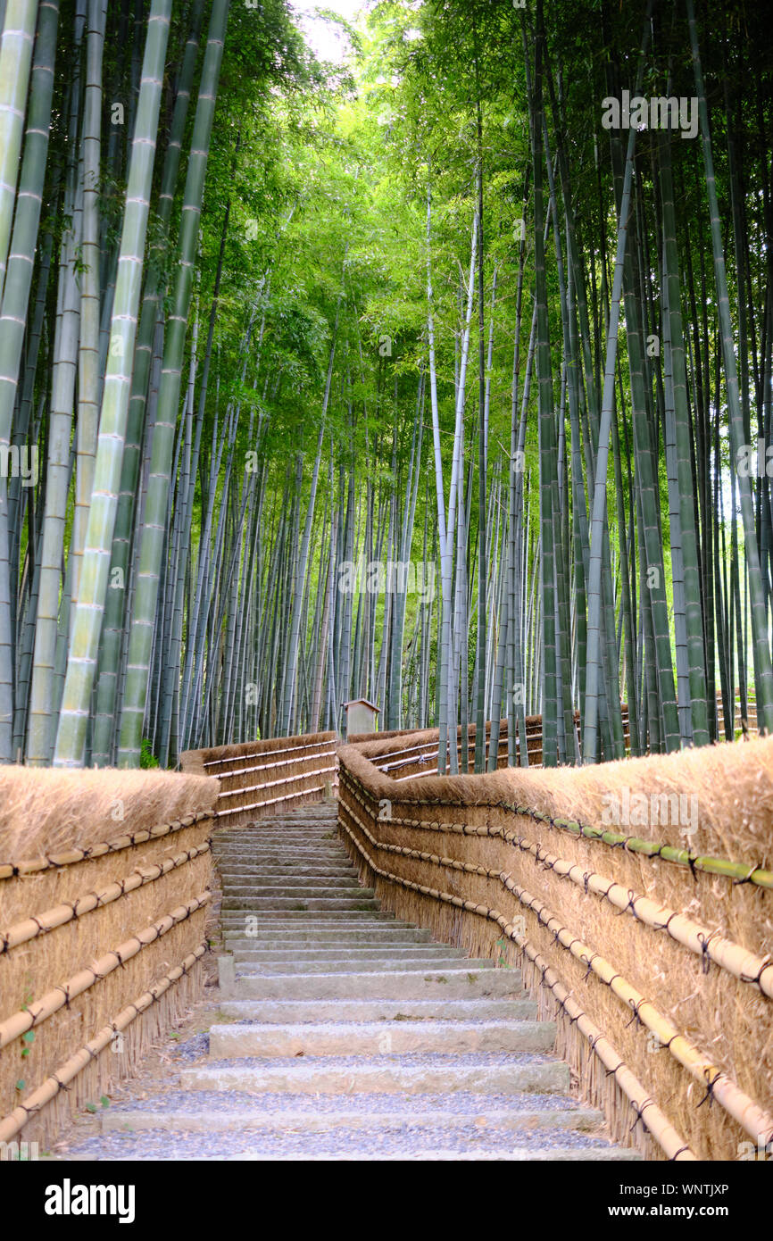 Un percorso attraverso un boschetto di bambù in Kyoto, Giappone con bambù scherma su entrambi i lati rientranti nella distanza. Foto Stock