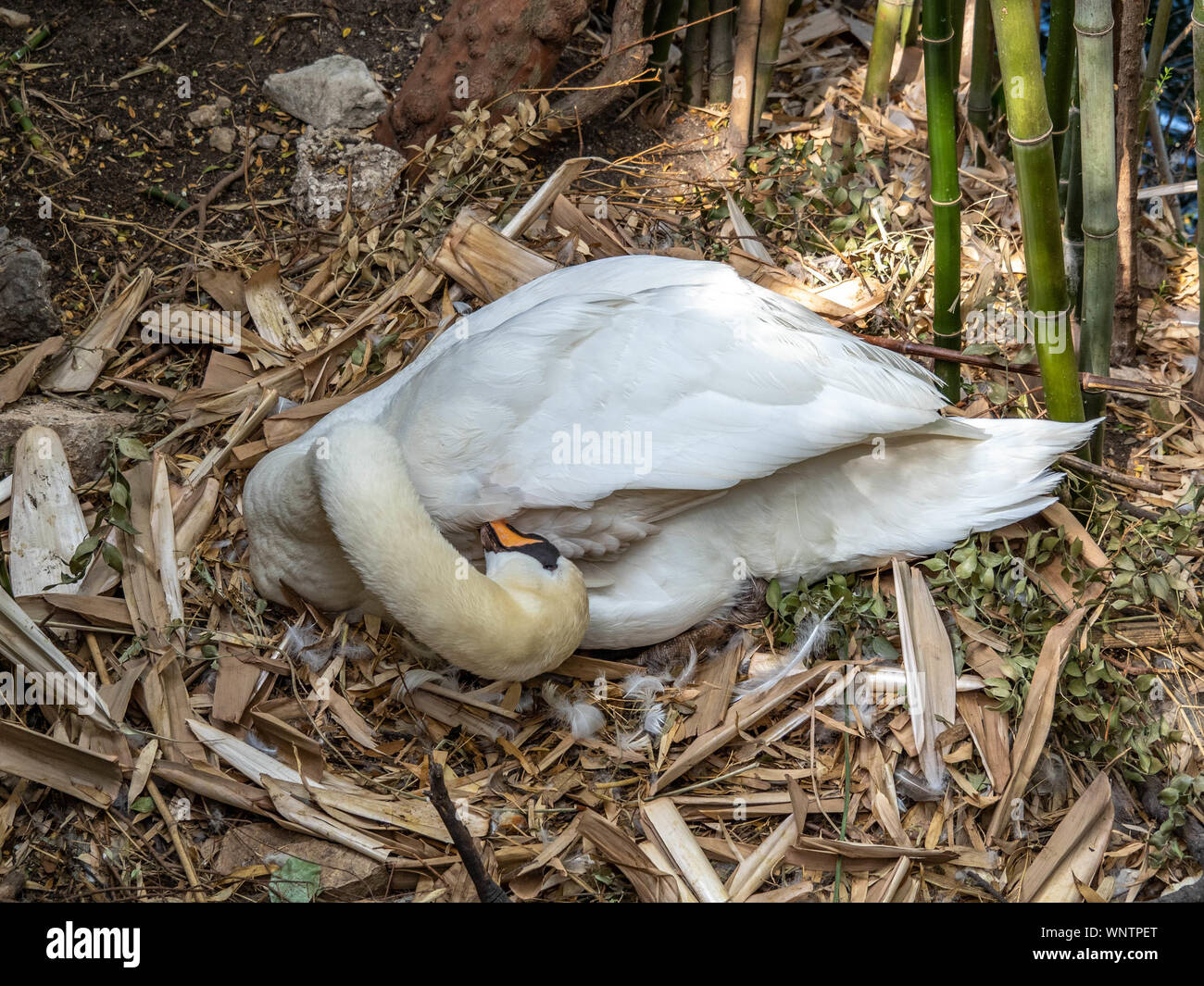 Madre swan si siede sul nido proteggendo i giovani cygnet appena visibile al di sotto. Foto Stock