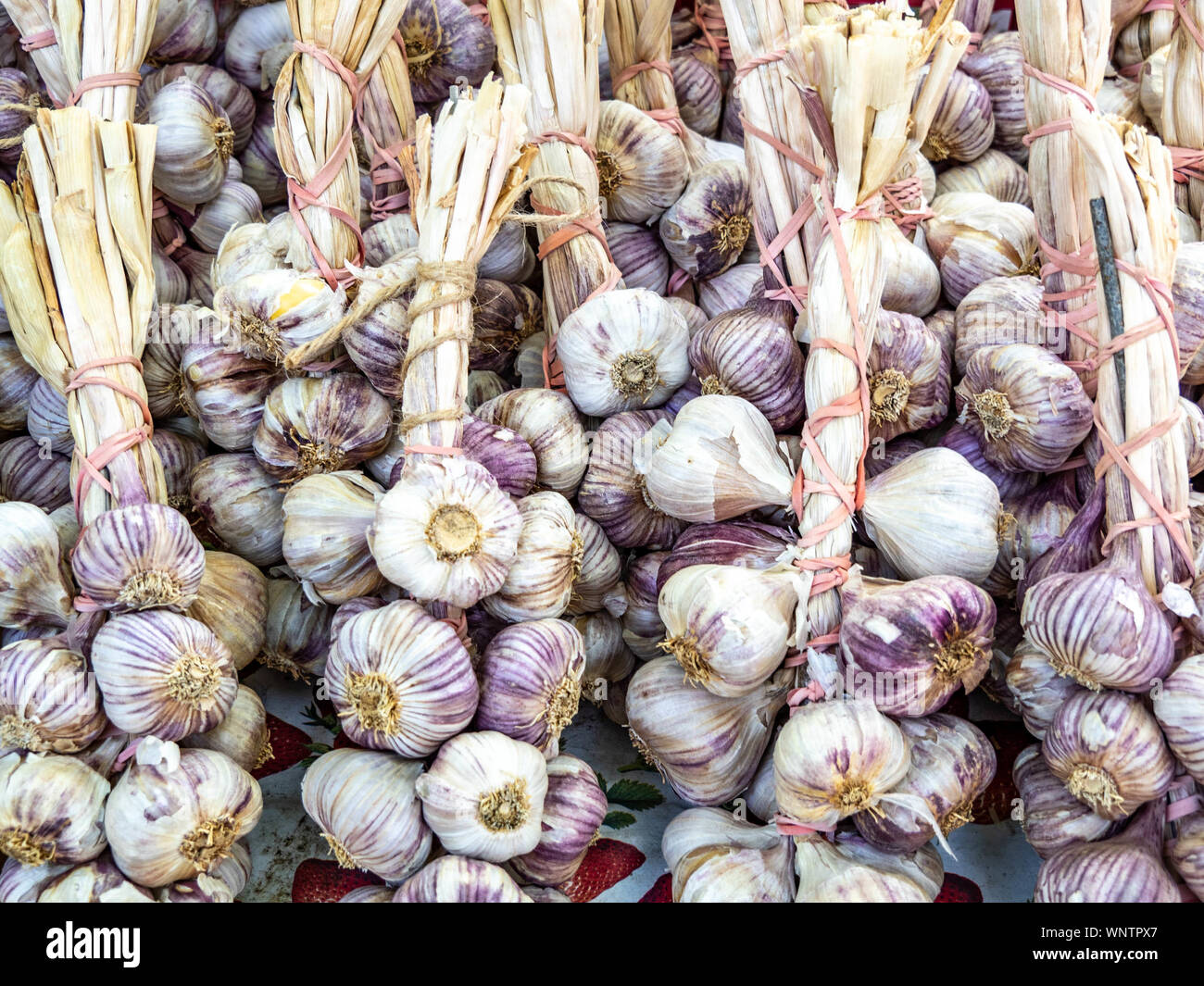 Viola e bianco bulbi di aglio con steli per lo sfondo. Foto Stock