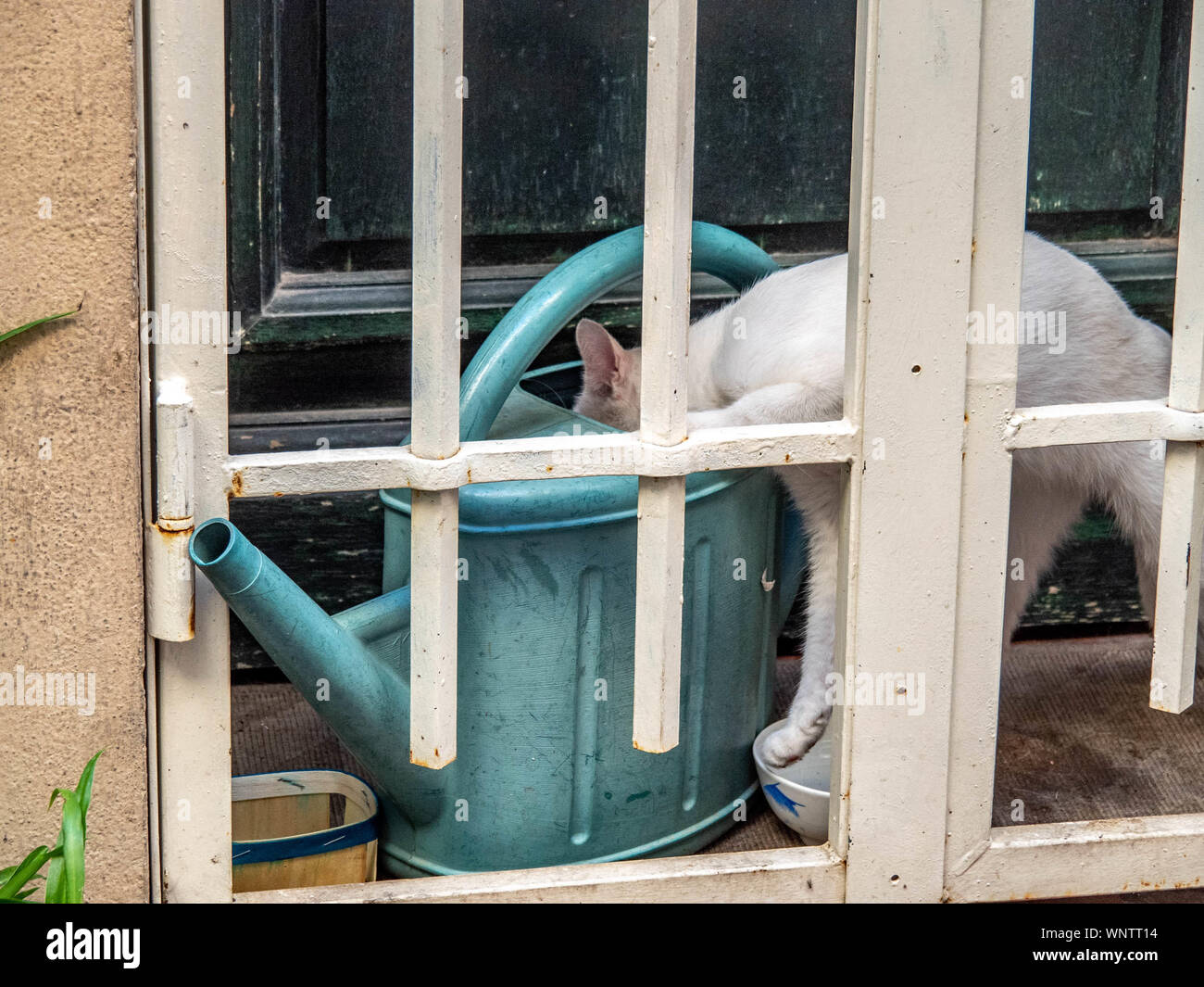 Gatto Bianco si trova acqua per estinguere la sete in annaffiatoio sinistra nel davanzale. Foto Stock