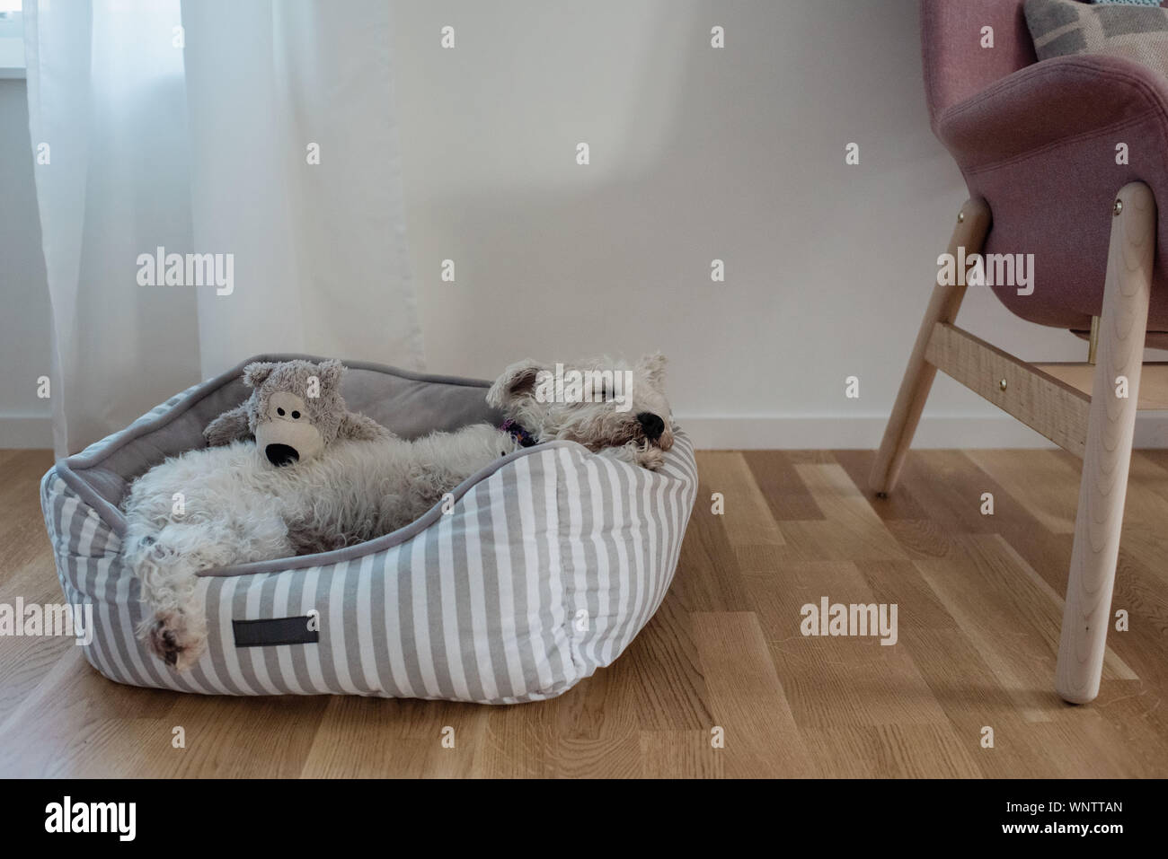 Cane bianco arricciato in un cane letto al chiuso in casa di famiglia Foto Stock