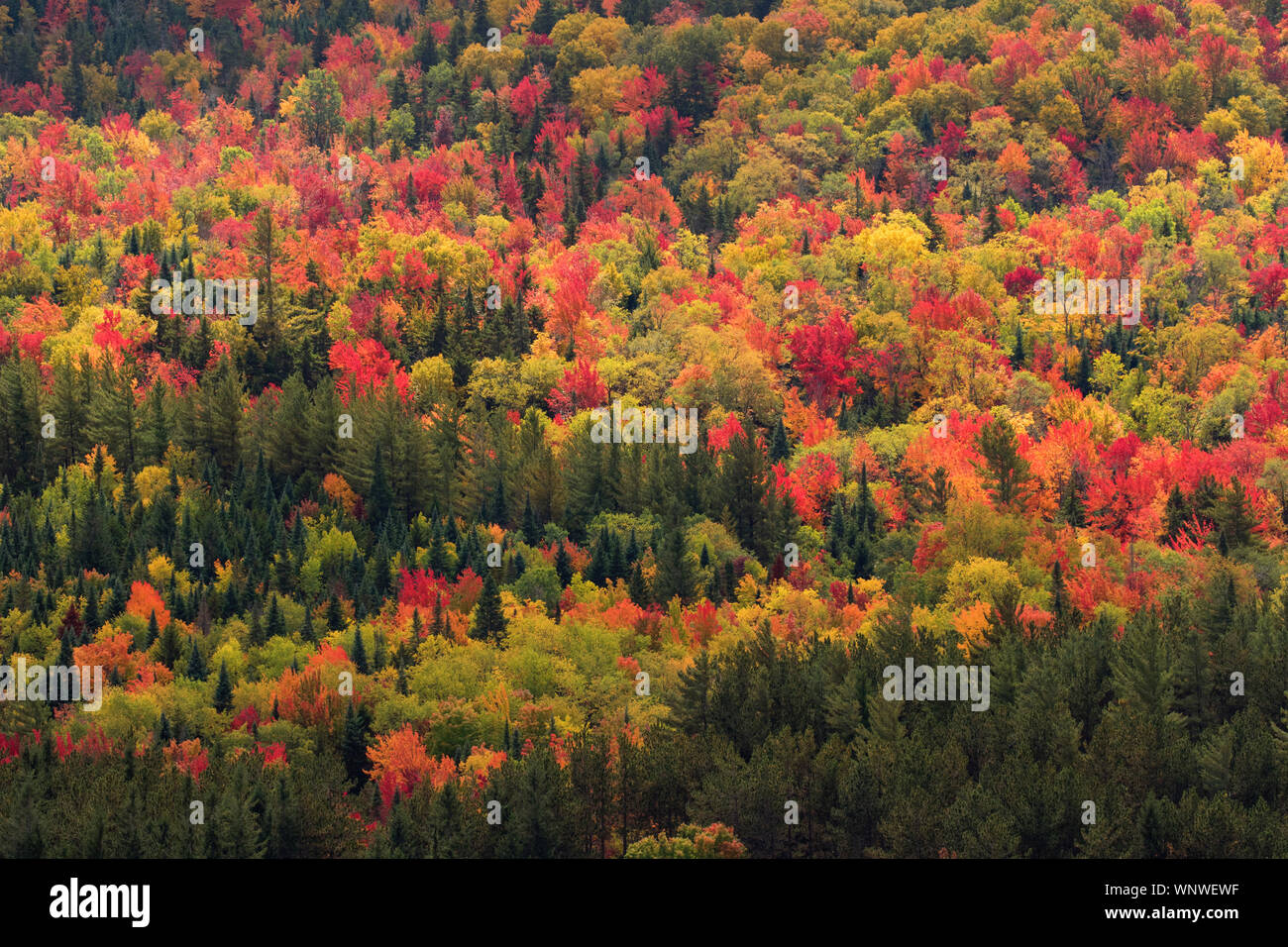 Autunno a colori per quanto l'occhio può vedere. Upstate New York New England, Vermont e New Hampshire foreste e boschi sono riempiti con l'autunno di colore in autunno Foto Stock