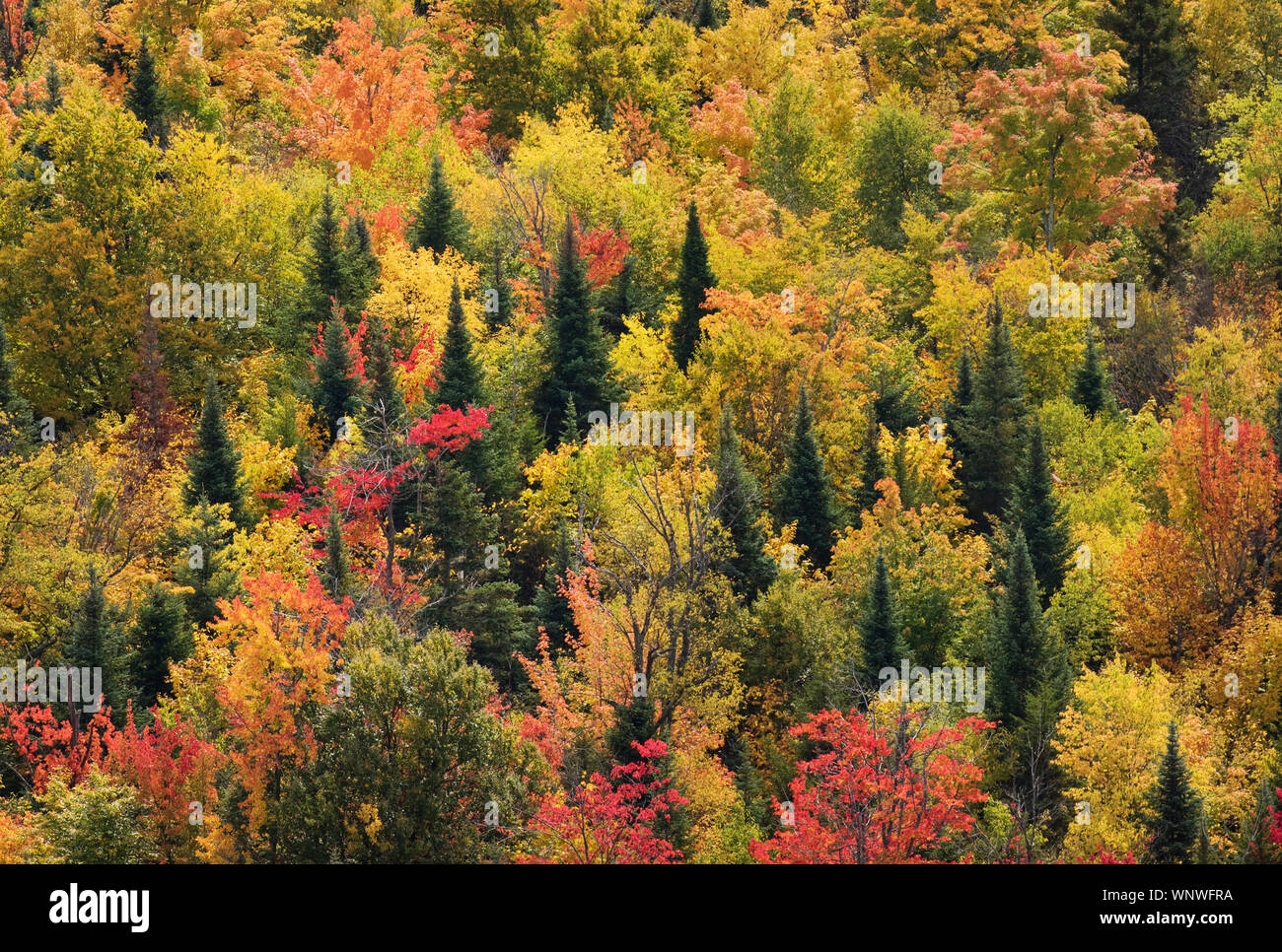 Autunno a colori per quanto l'occhio può vedere. Upstate New York New England, Vermont e New Hampshire foreste e boschi sono riempiti con l'autunno di colore in autunno Foto Stock