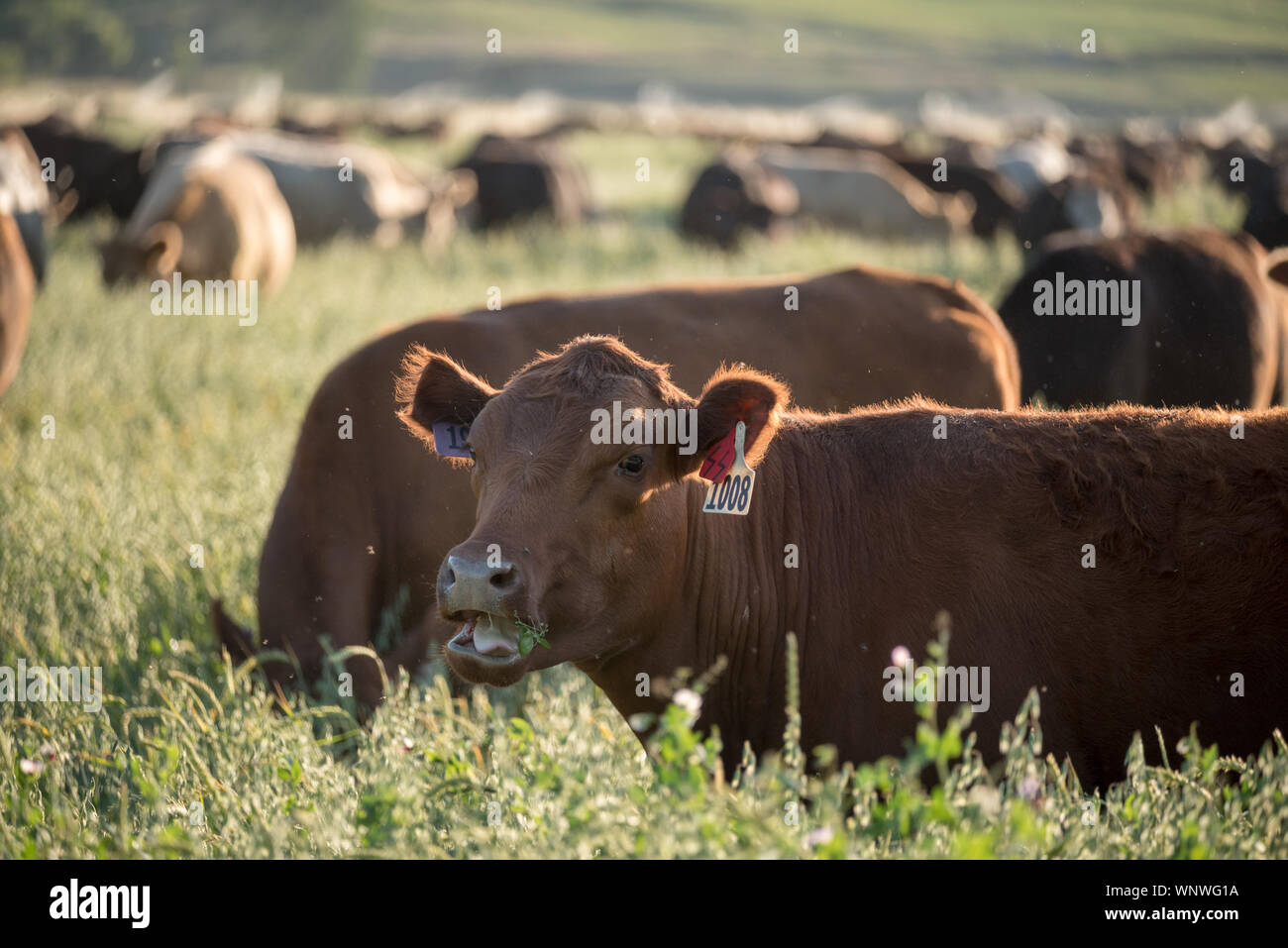 Bovini in Oregon Wallowa della valle. Foto Stock