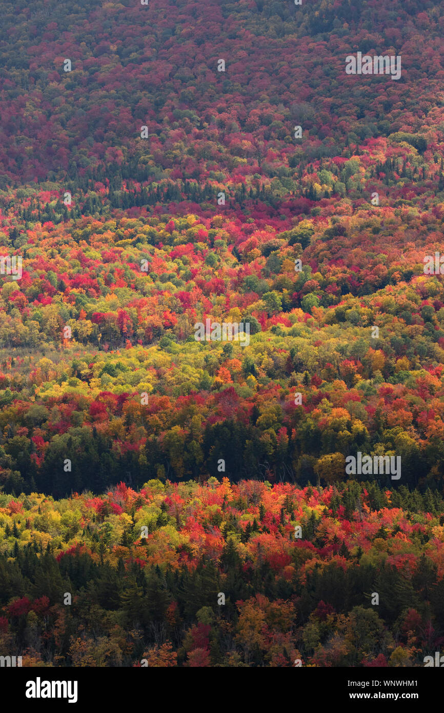 Autunno a colori per quanto l'occhio può vedere. Upstate New York New England, Vermont e New Hampshire foreste e boschi sono riempiti con l'autunno di colore in autunno Foto Stock