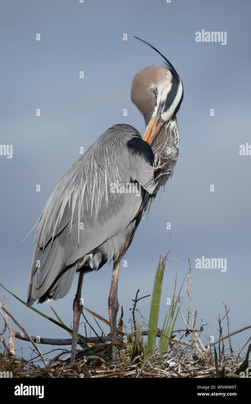 Airone blu Preening Foto Stock