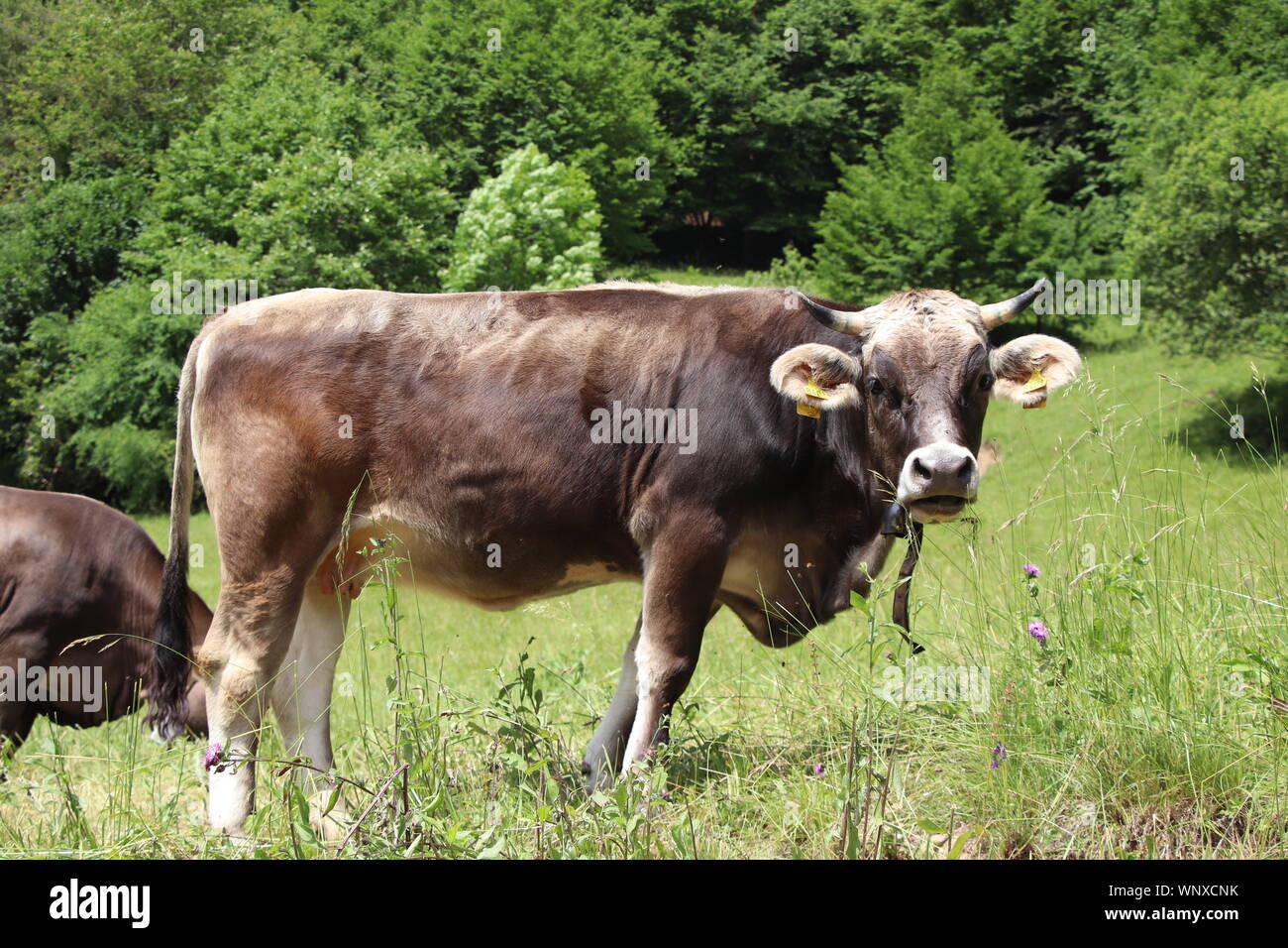 La mucca. Una bella mucca in un campo verde o pascolo. Il latte di vacca al di fuori su di un'azienda. Foto Stock