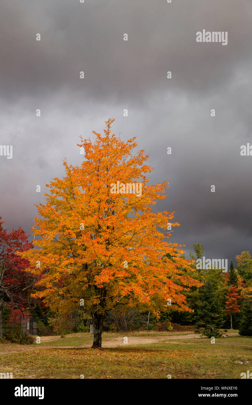 Autunno a colori per quanto l'occhio può vedere. Upstate New York New England, Vermont e New Hampshire foreste e boschi sono riempiti con l'autunno di colore in autunno Foto Stock
