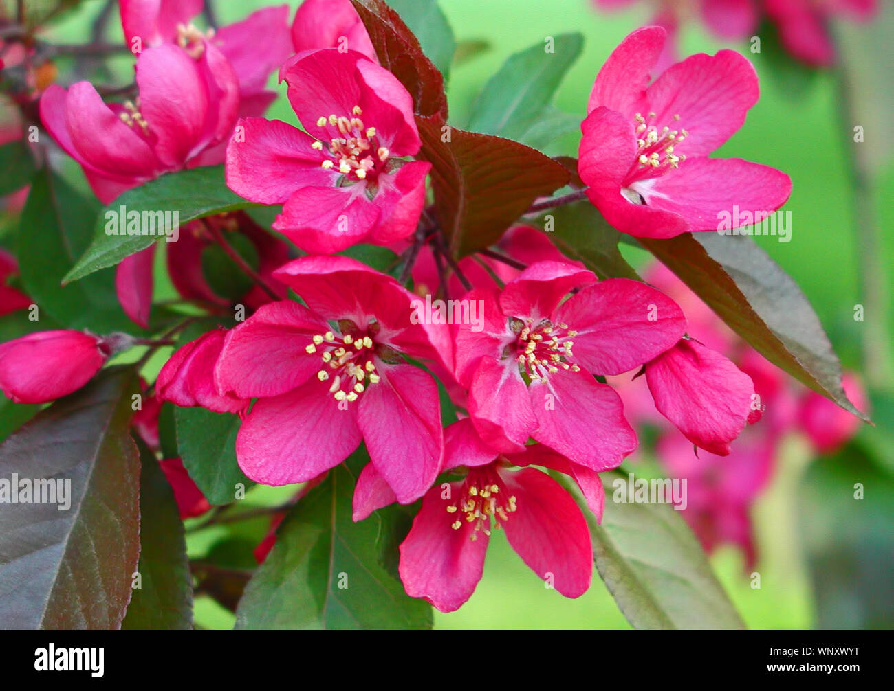 Fotografia di deep pink crabapple fiorisce su un albero crabapple Foto Stock