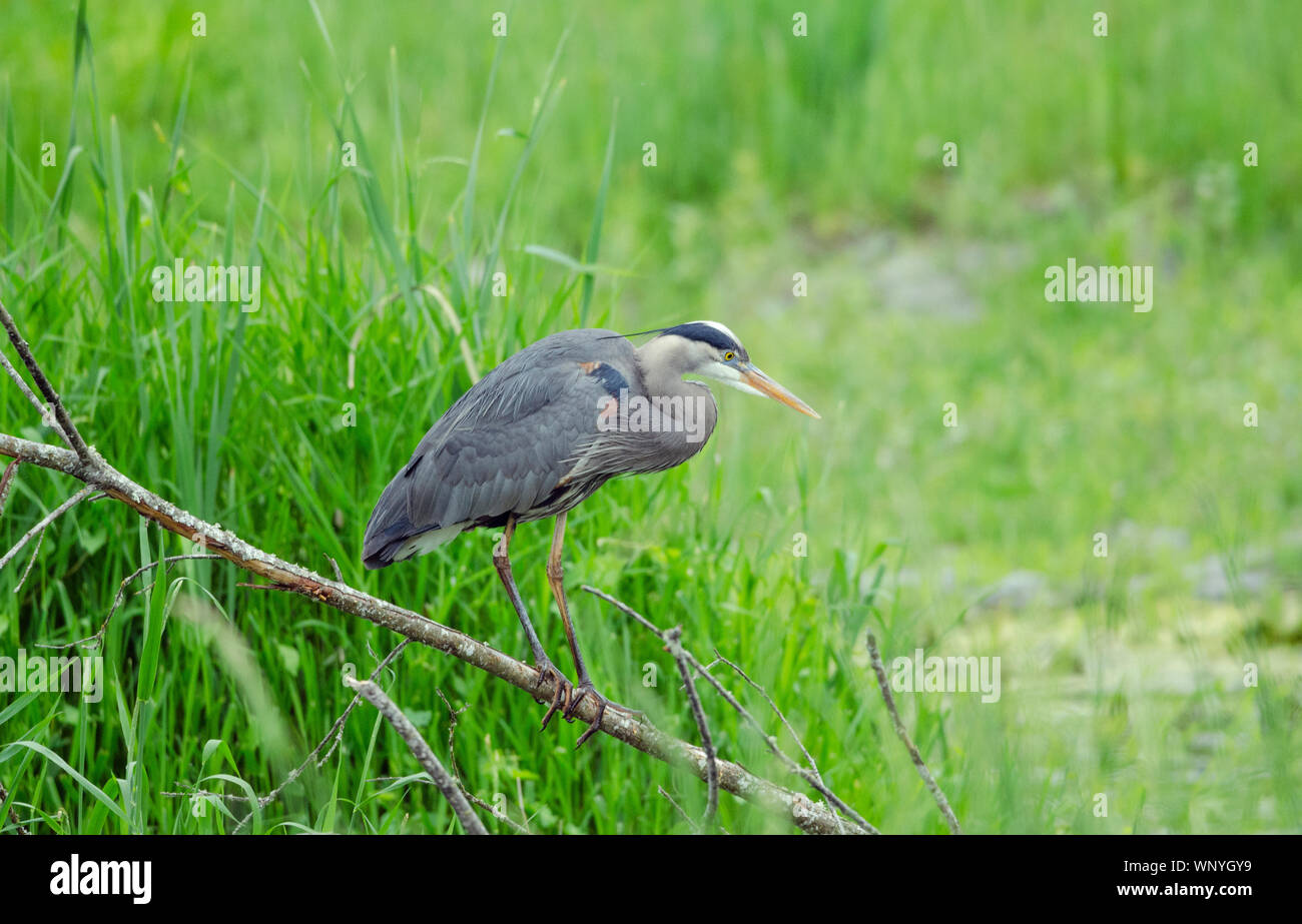 Un grande airone blu guarda i pesci da un ramo lungo un fiume a Redmond, Washington. Foto Stock