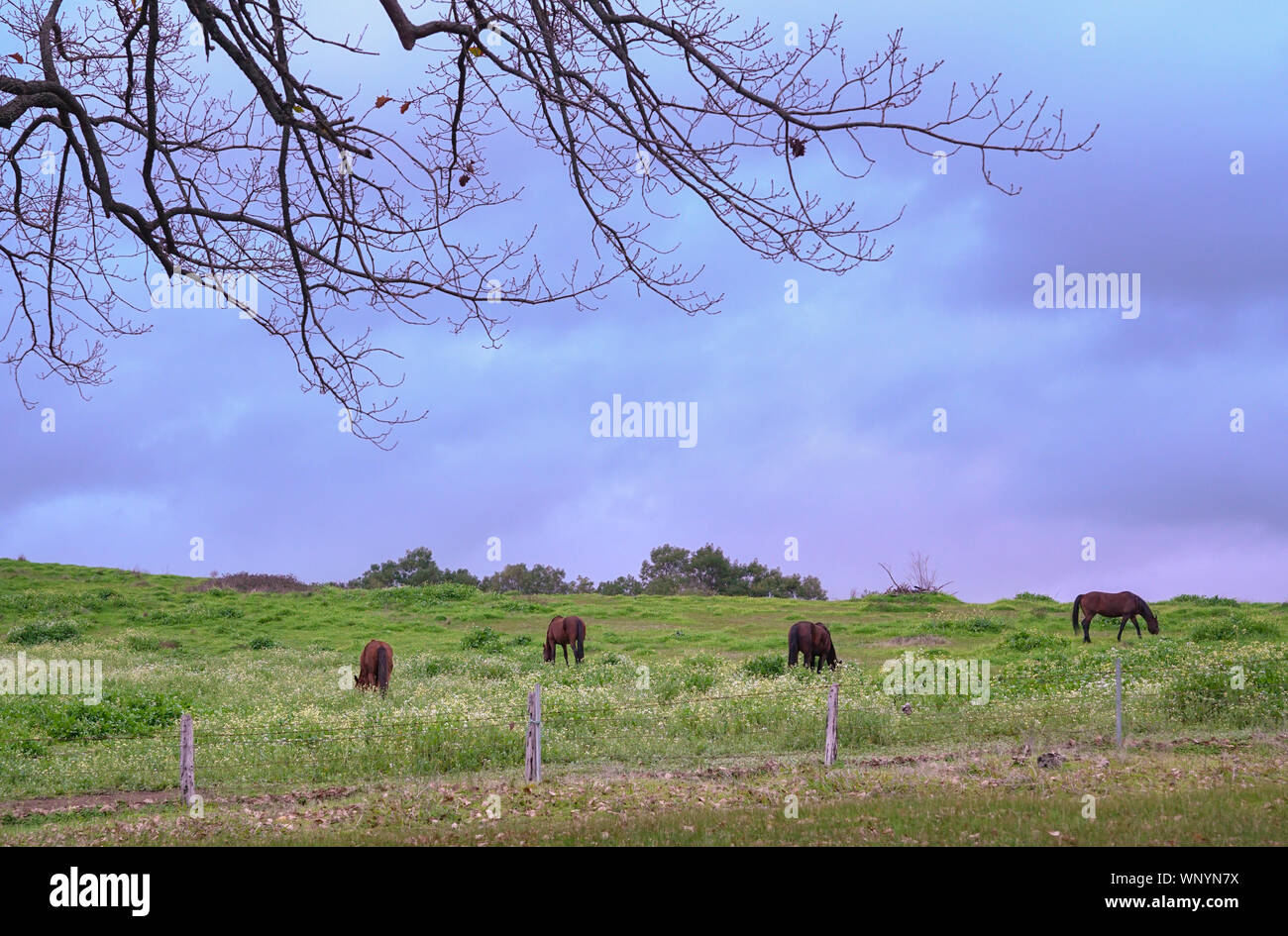 Cavalli sul verde prato pascolo. Paesaggio di campagna durante il crepuscolo. Foto Stock