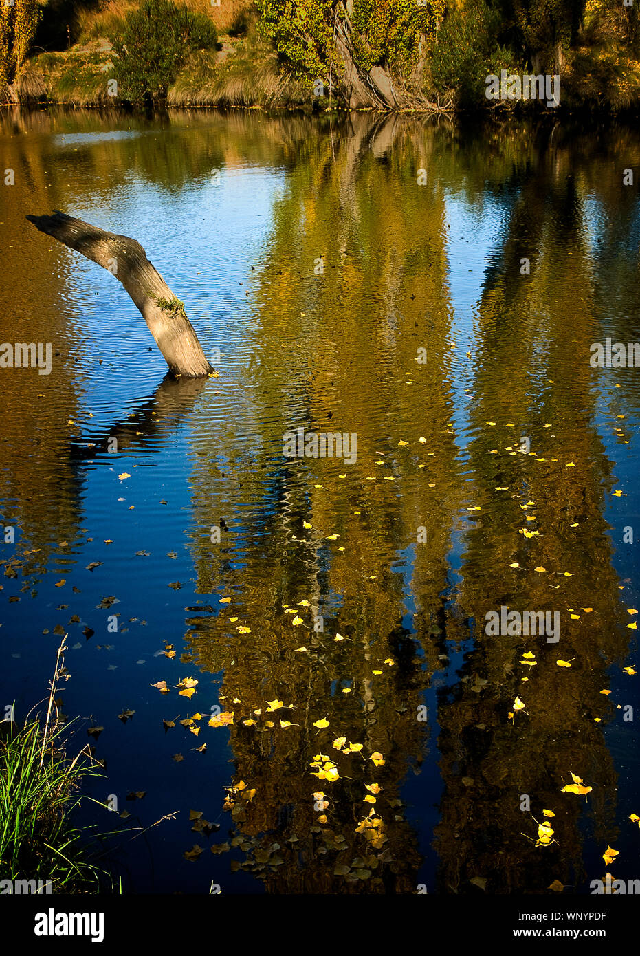 Thredbo River, montagne innevate, NSW, Australia con foglie di autunno il galleggiamento e la riflessione di pioppo. Foto Stock