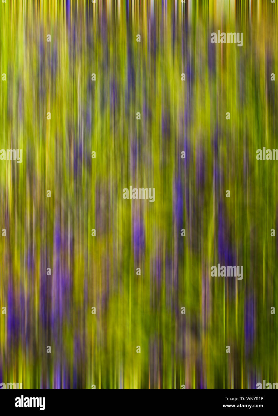 Abstract shot della fioritura foxgloves Foto Stock