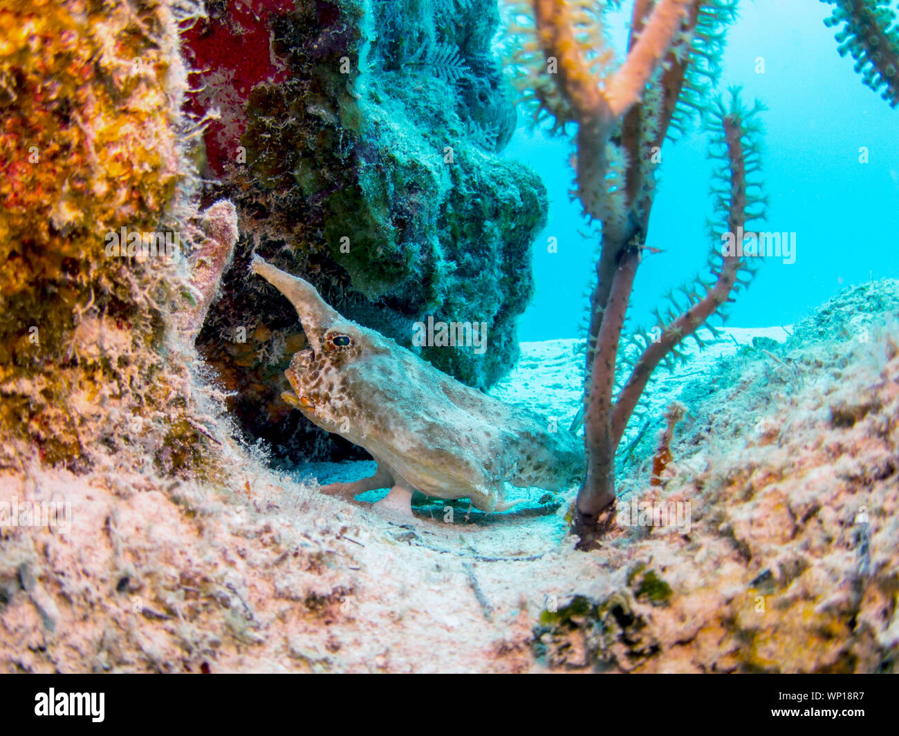 Longnose Batfish - Belize Coral Reef Foto Stock