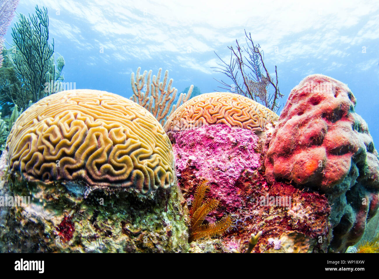Coral Reef, il Belize - colorata barriera corallina Foto Stock