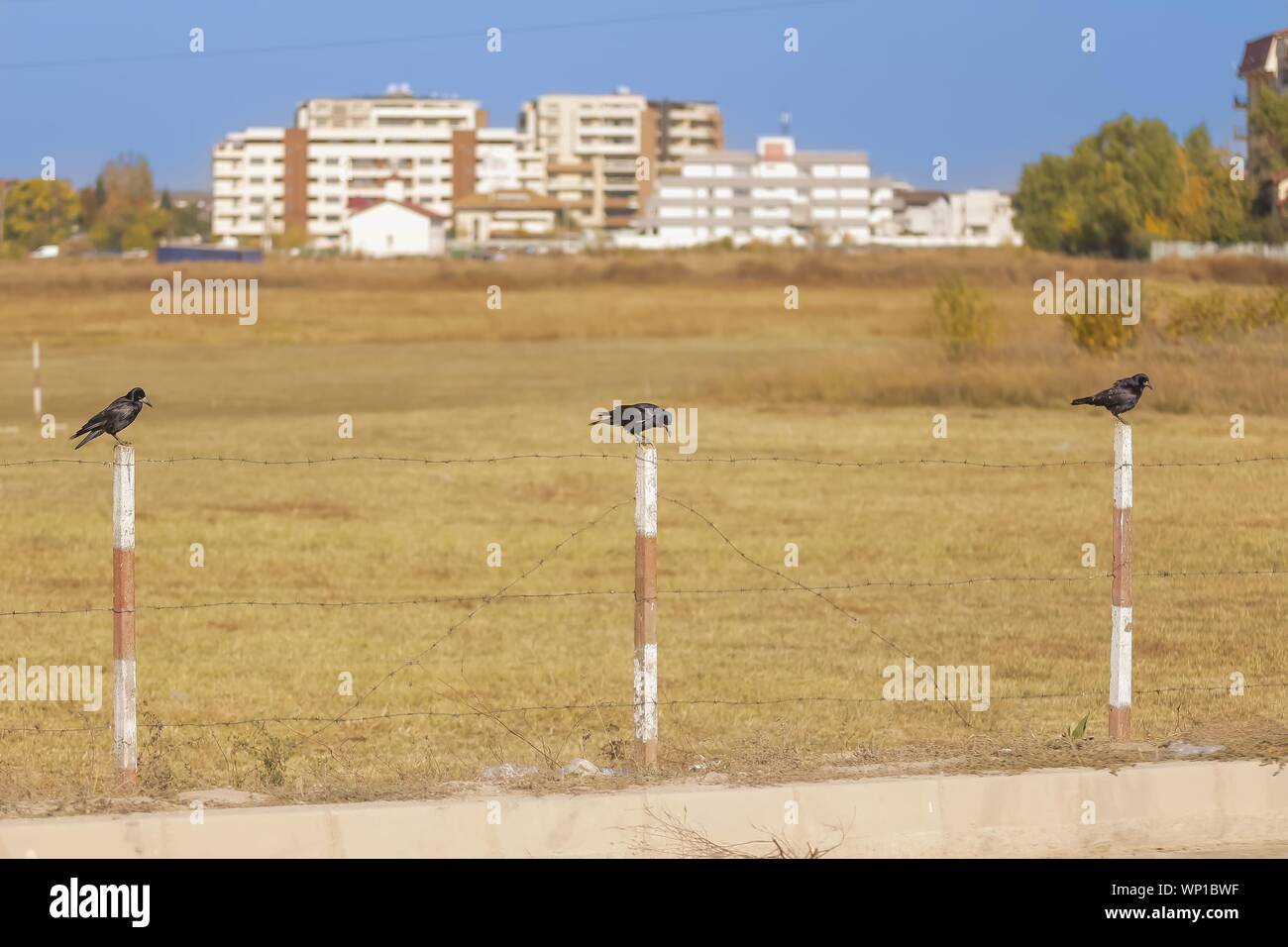 Bucarest, Romania - 17 Ottobre 2018: Tre corvi stand in un recinto con filo spinato in corrispondenza del bordo di un campo in uscita da Bucarest Foto Stock