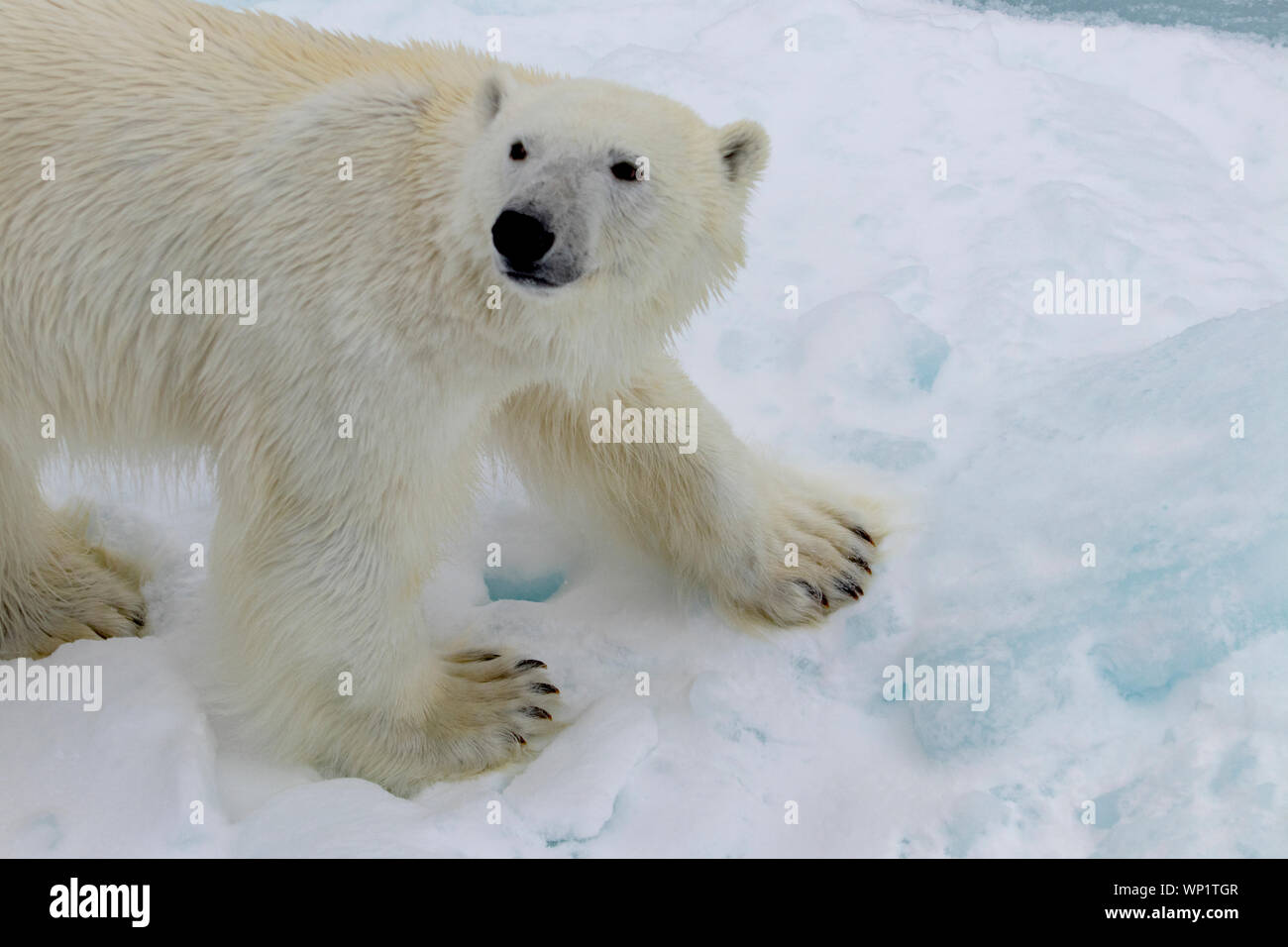 Un bellissimo orso polare arriva fino in prossimità della nave per controllare noi fuori Foto Stock