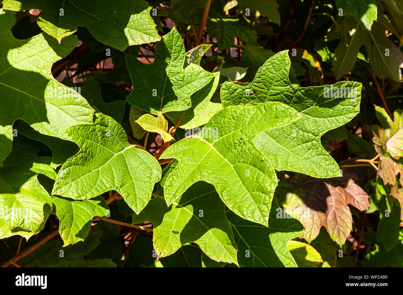 Grande pianta verde foglie in bright sole estivo Foto Stock