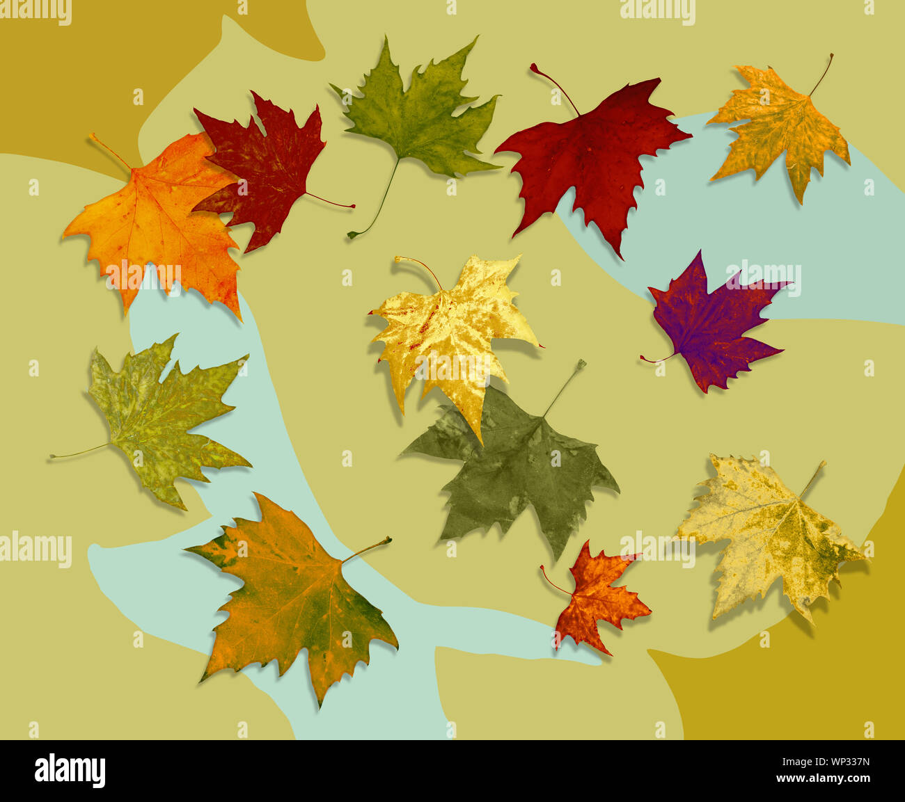 Colori d'autunno cadono le foglie singolarmente isolati su sfondo bianco con tracciato di ritaglio per ciascuna lamina. Foto Stock