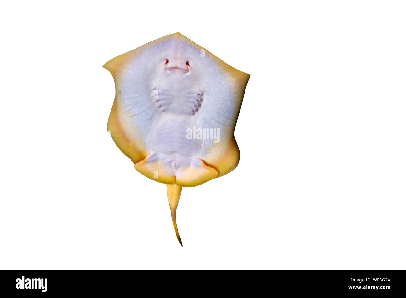 Round stingray (Urobatis halleri), Haller il round ray, poco round stingray isolati su sfondo bianco, percorso Foto Stock