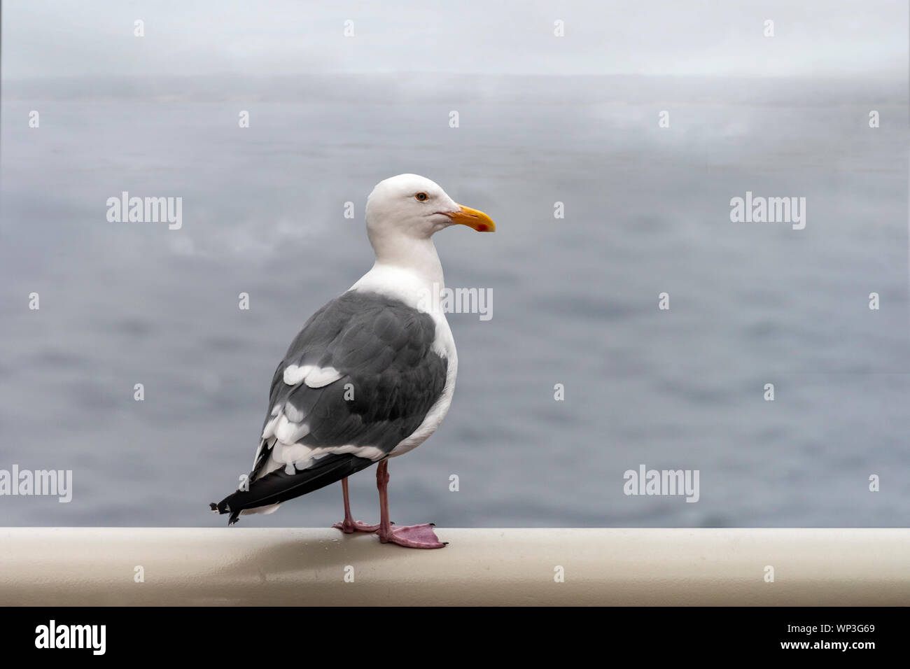 Seagull guardando un pallido mare di nebbia Foto Stock